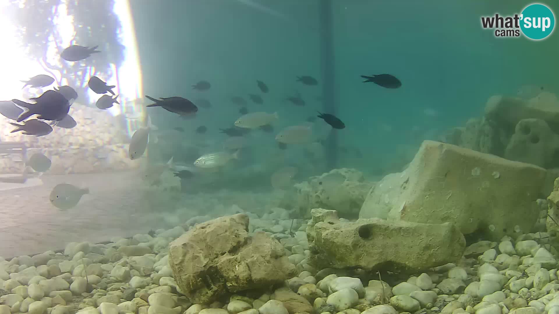 Zunanji morski akvarij Rogoznica spletna kamera Hrvaška