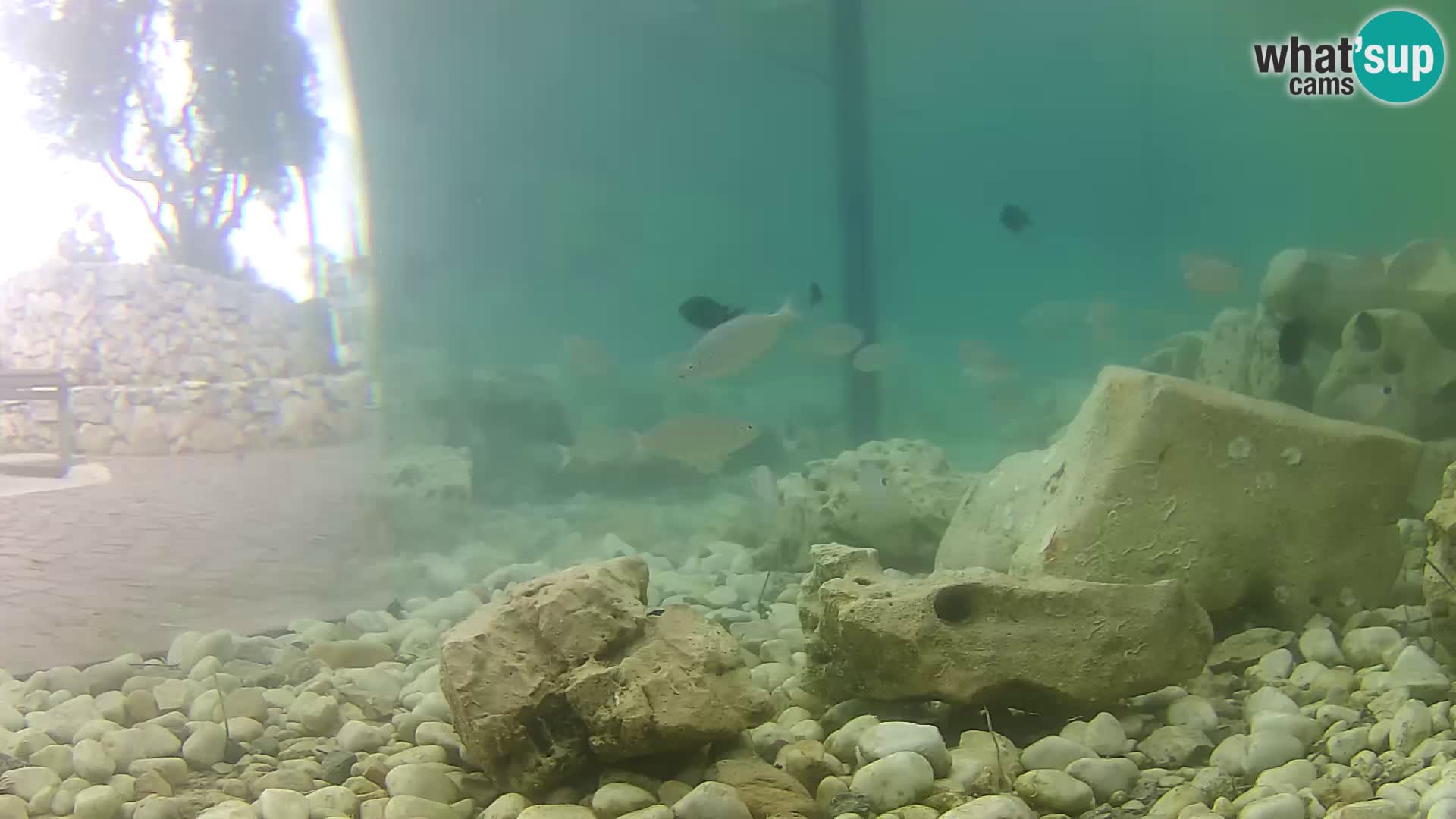 Webcam de l’aquarium marin extérieur de Rogoznica Croatie