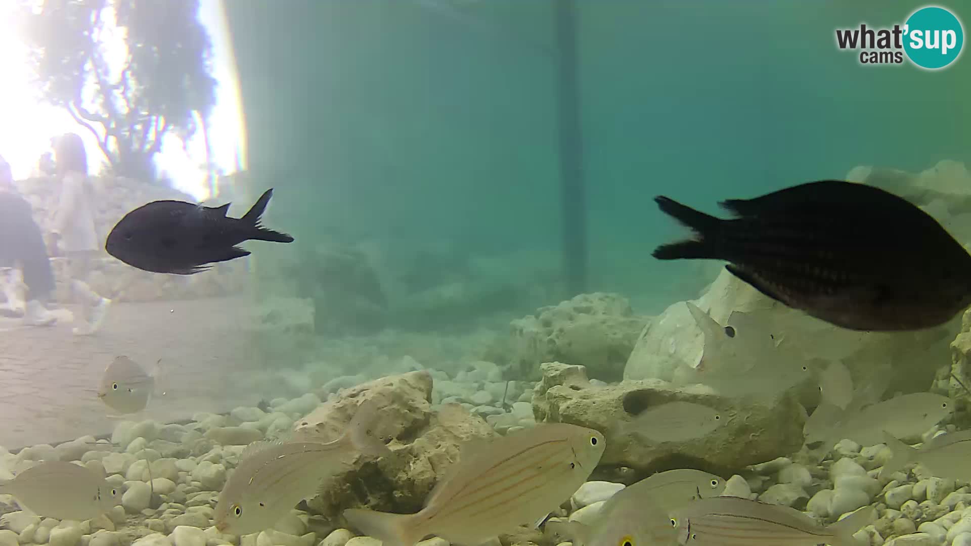 Webcam de l’aquarium marin extérieur de Rogoznica Croatie