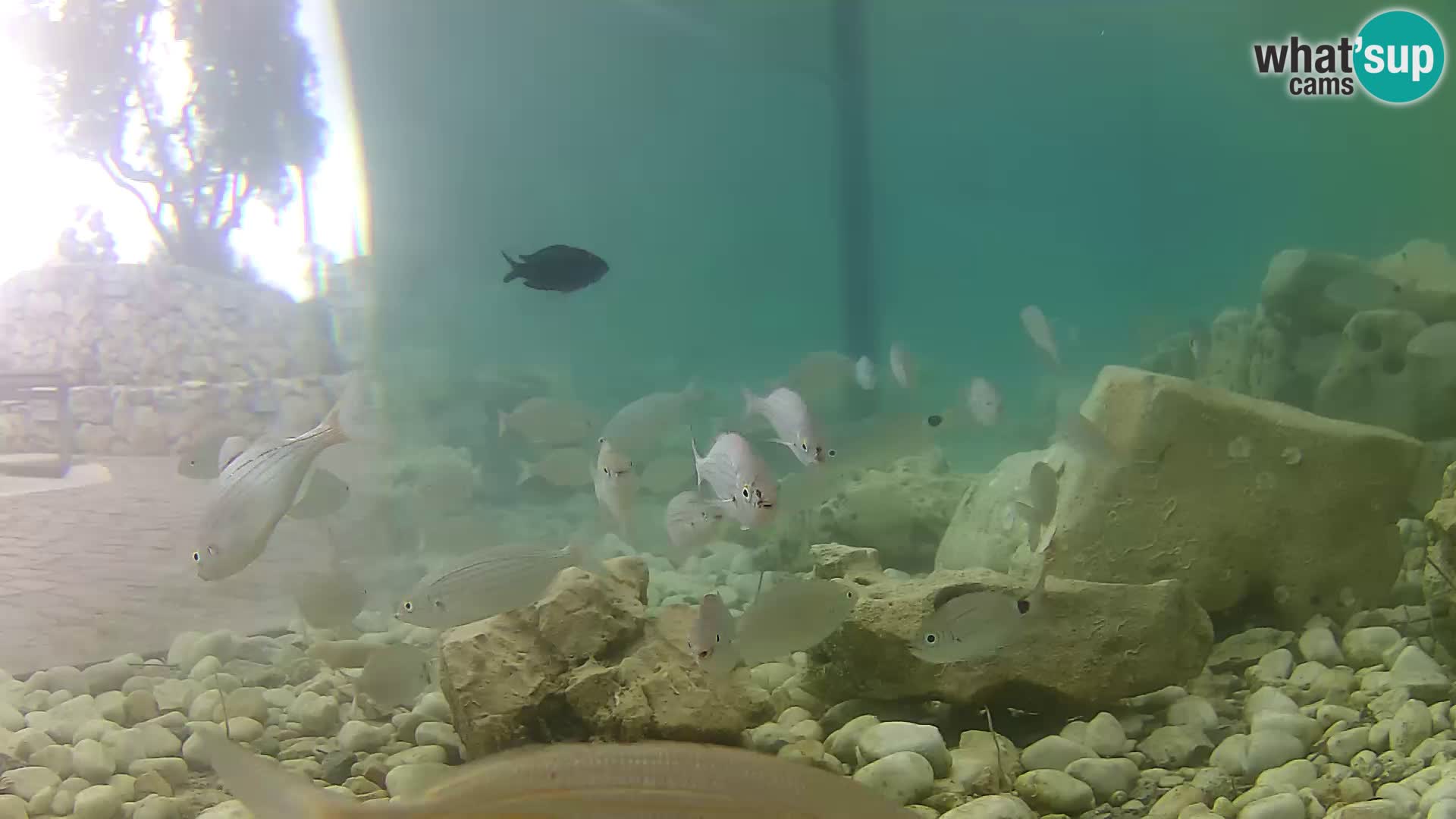 Aquario marino esterno –  Rogoznica livecam Croazia