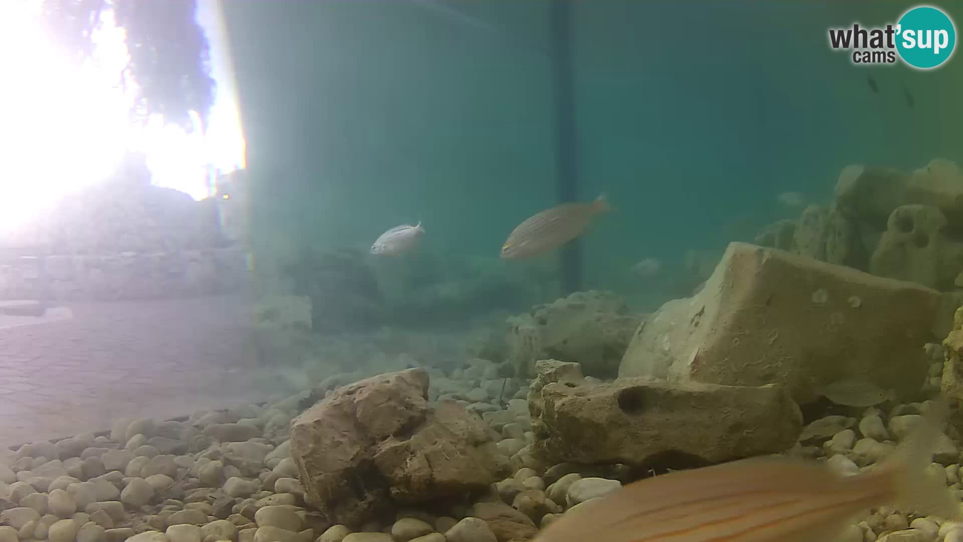 Zunanji morski akvarij Rogoznica spletna kamera Hrvaška