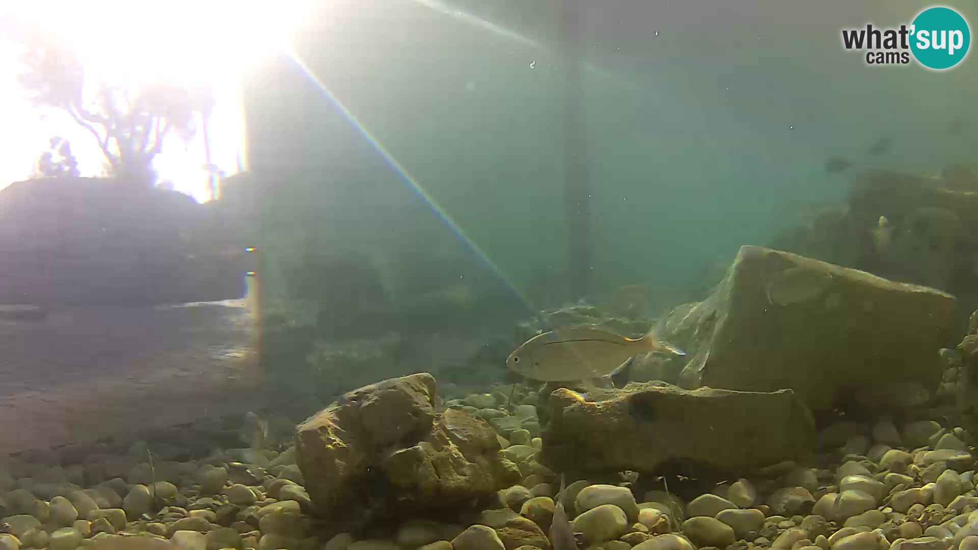 Acuario marino al aire libre Rogoznica webcam Croacia