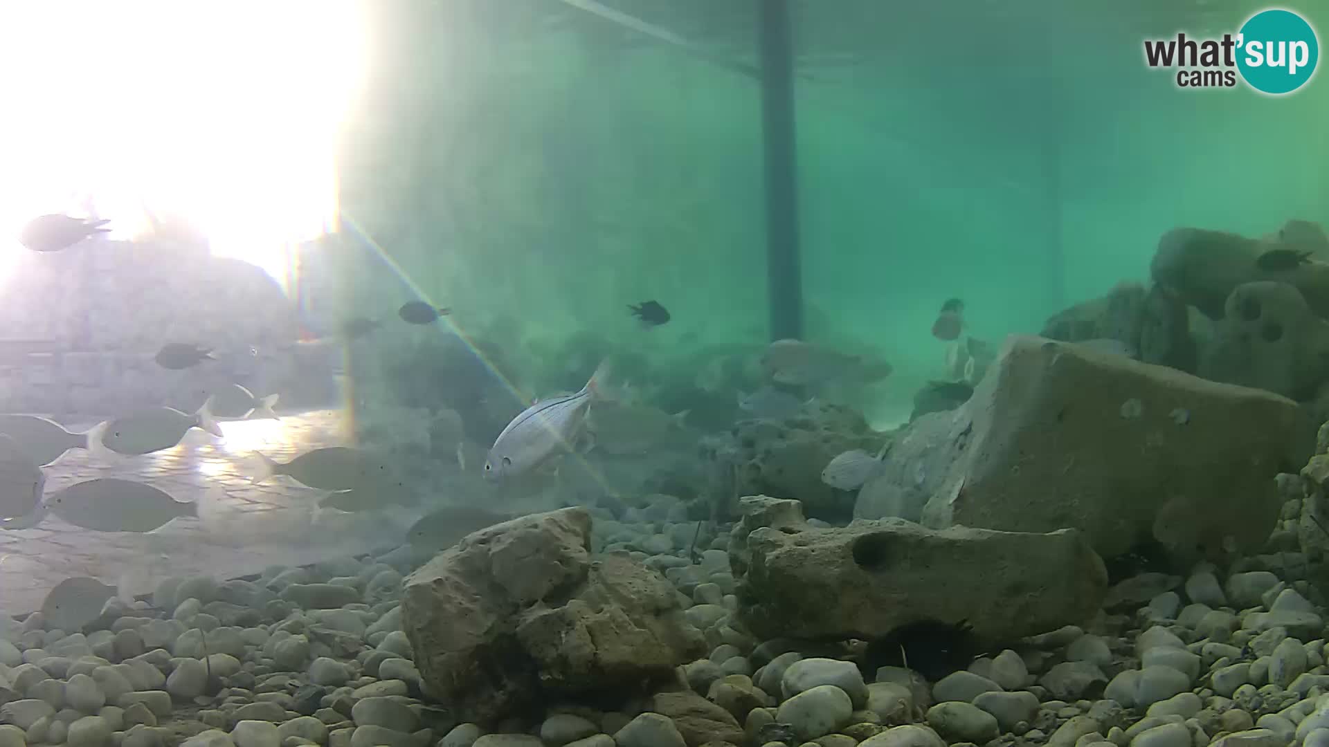 Webcam de l’aquarium marin extérieur de Rogoznica Croatie