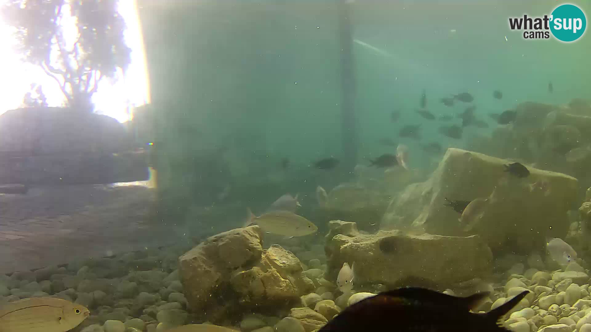 Marine Aquarium im Freien Rogoznica webcam Kroatien