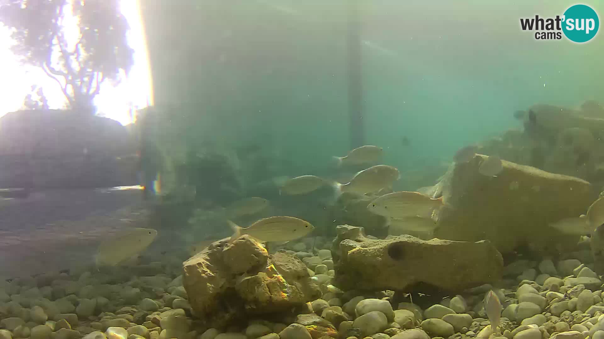 Outdoor Marine Aquarium Rogoznica webcam Croatia