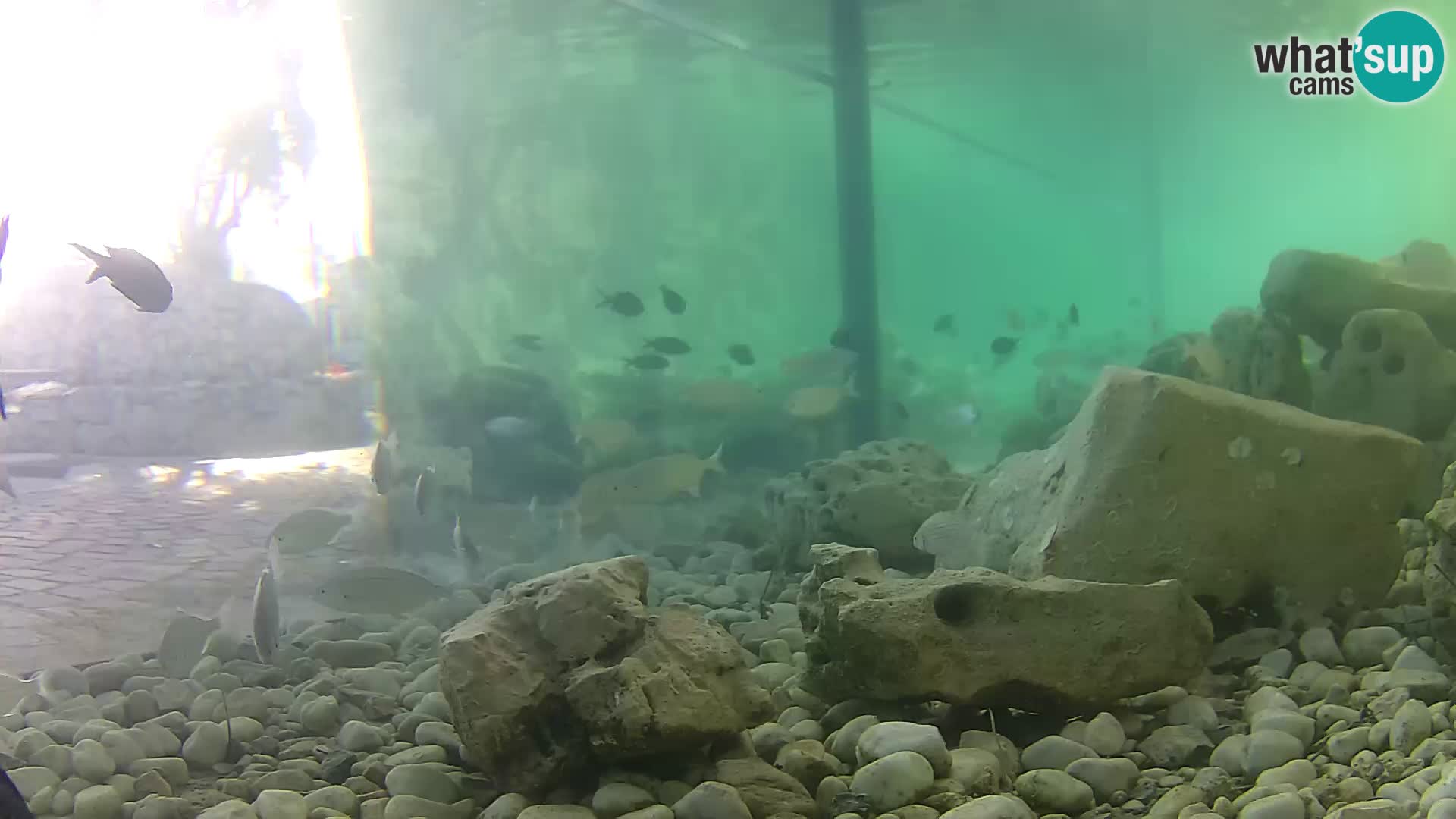 Aquario marino esterno –  Rogoznica livecam Croazia
