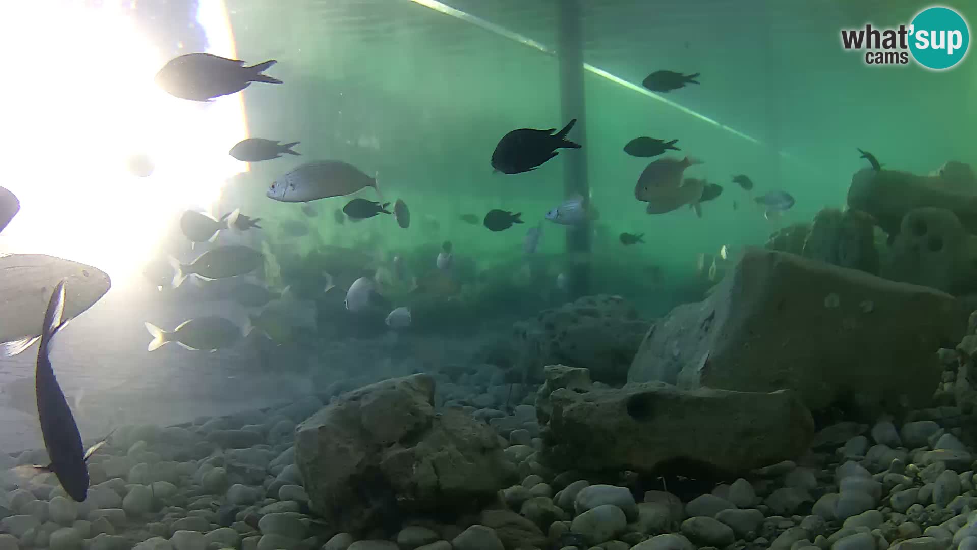 Marine Aquarium im Freien Rogoznica webcam Kroatien