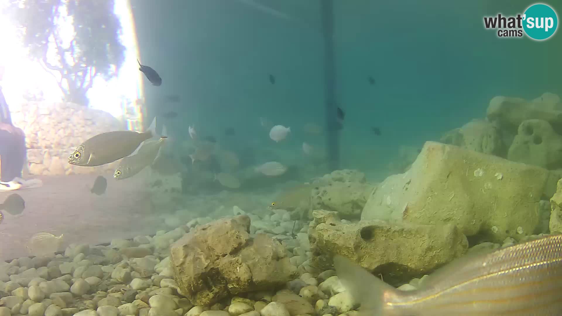 Acuario marino al aire libre Rogoznica webcam Croacia