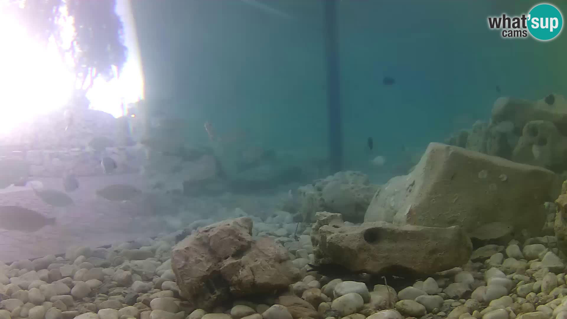 Acuario marino al aire libre Rogoznica webcam Croacia