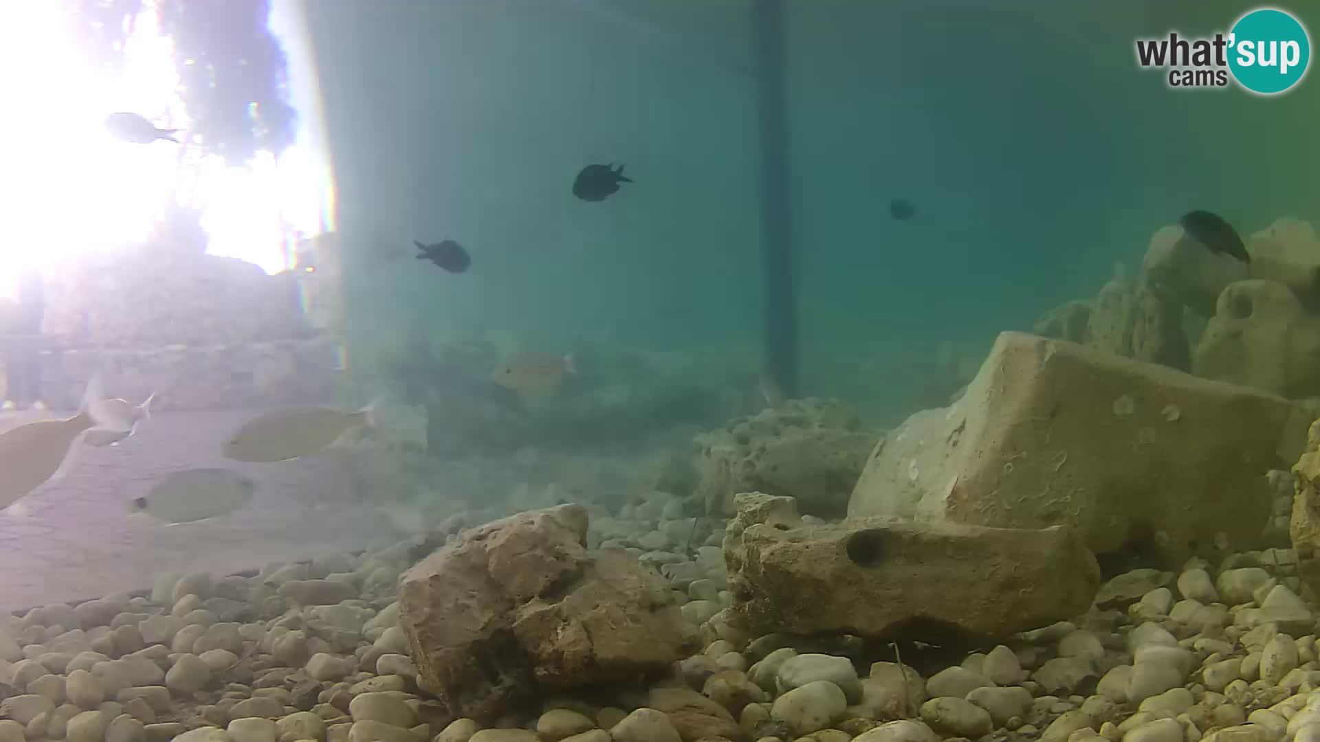 Acuario marino al aire libre Rogoznica webcam Croacia