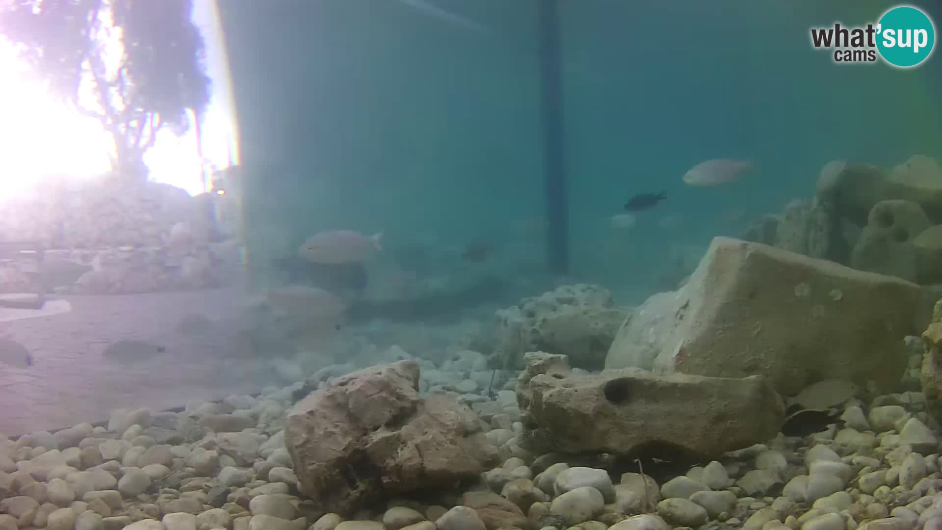 Webcam de l’aquarium marin extérieur de Rogoznica Croatie