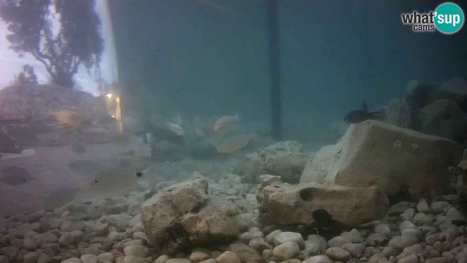 Acuario marino al aire libre Rogoznica webcam Croacia