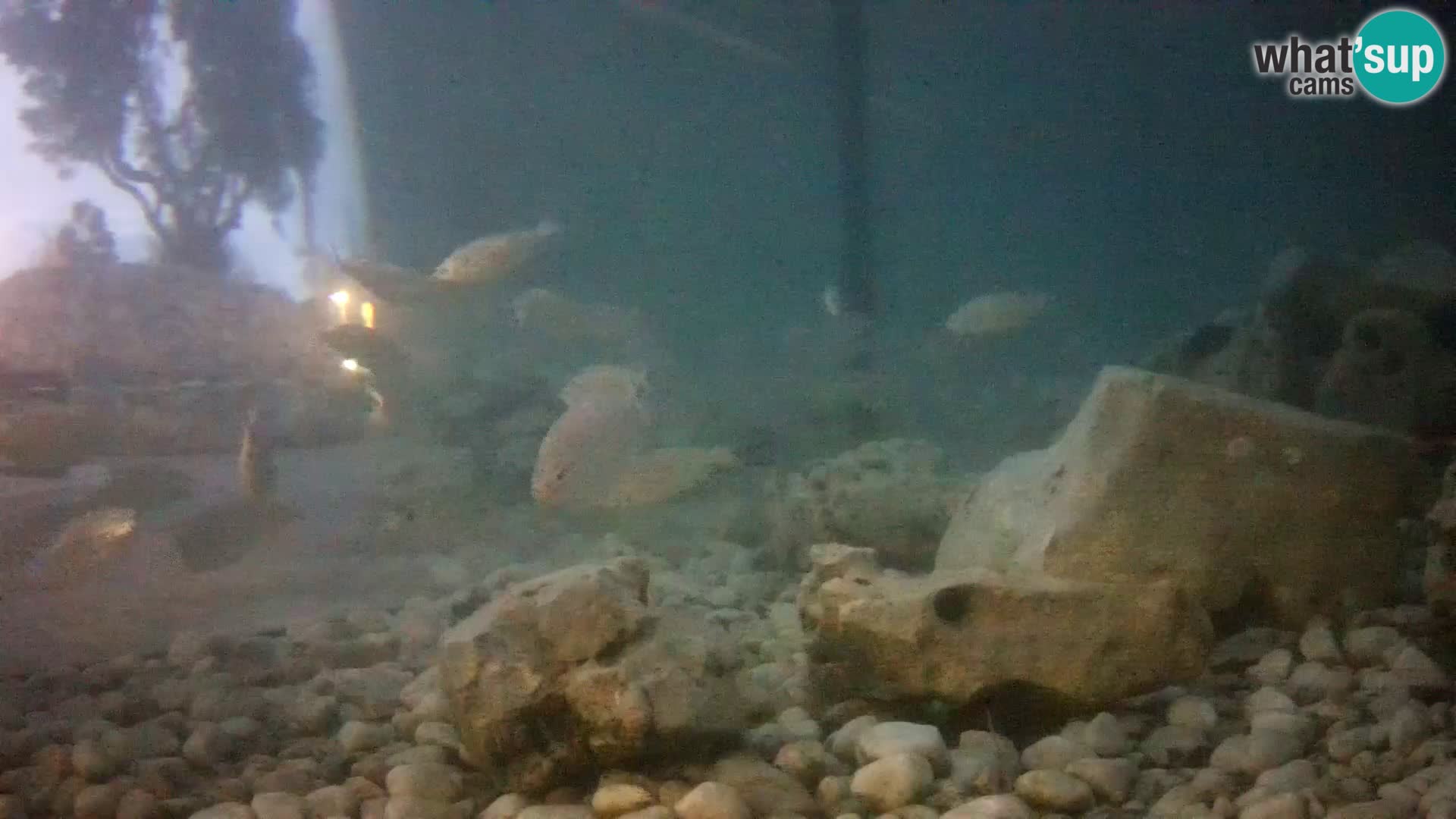 Aquario marino esterno –  Rogoznica livecam Croazia