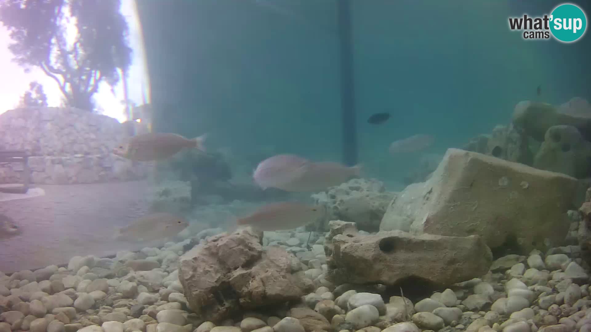 Outdoor Marine Aquarium Rogoznica webcam Croatia