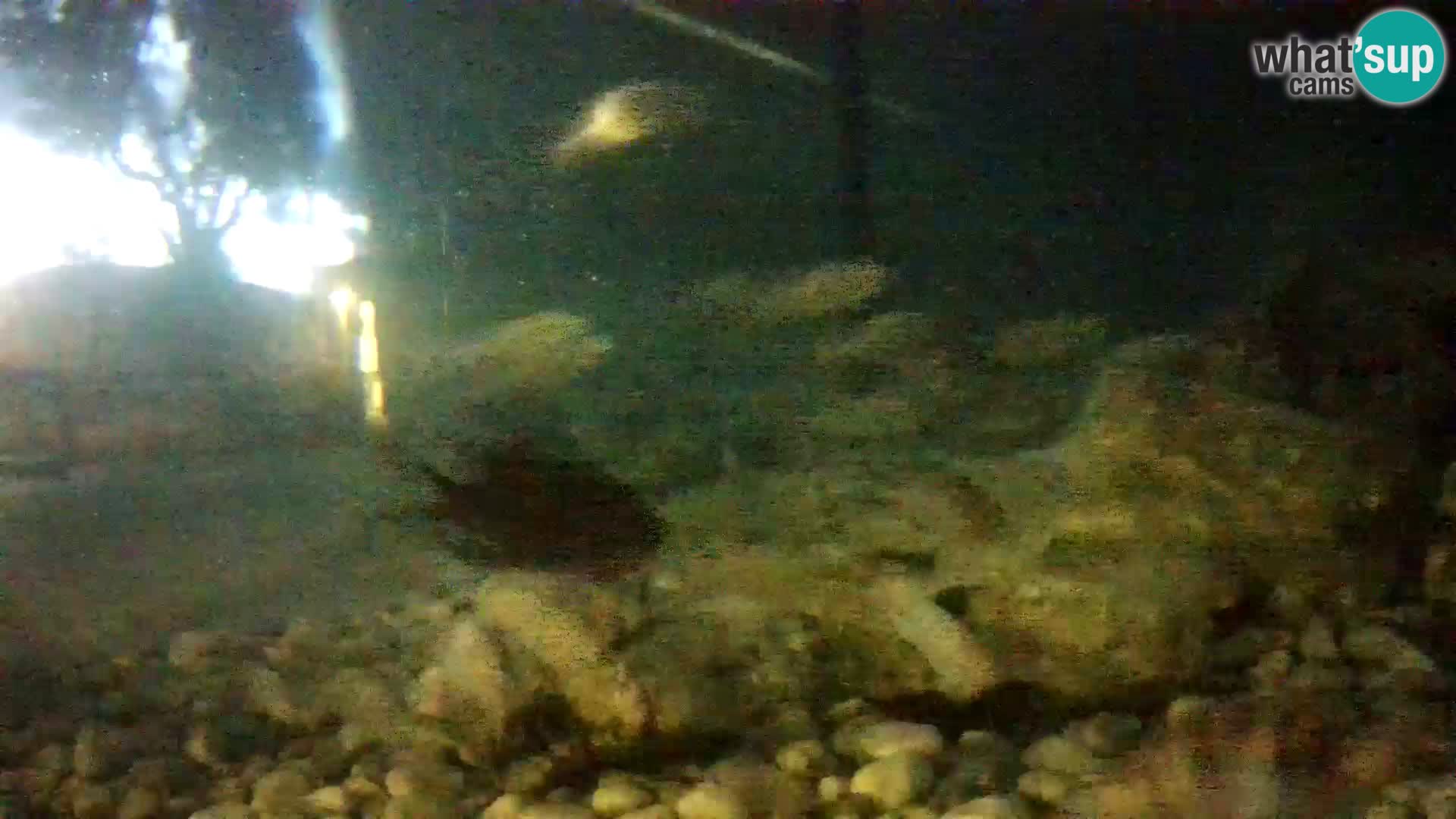 Zunanji morski akvarij Rogoznica spletna kamera Hrvaška