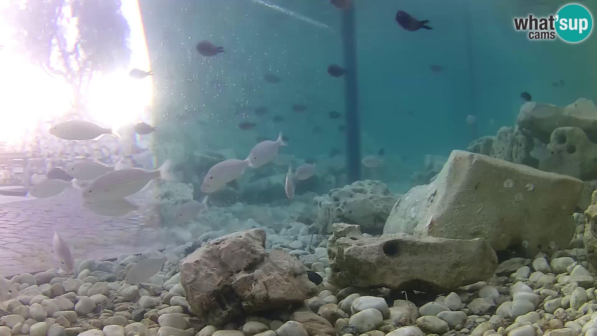 Outdoor Marine Aquarium Rogoznica webcam Croatia