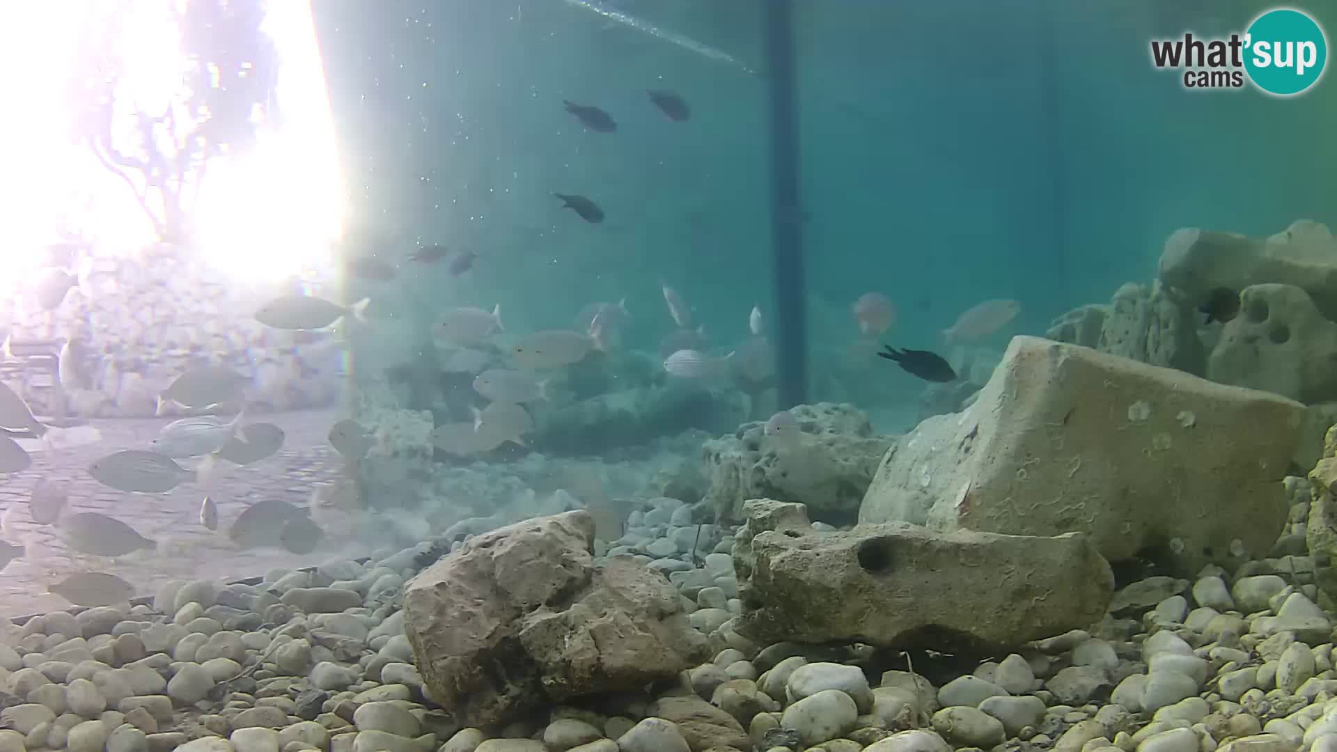 Outdoor Marine Aquarium Rogoznica webcam Croatia