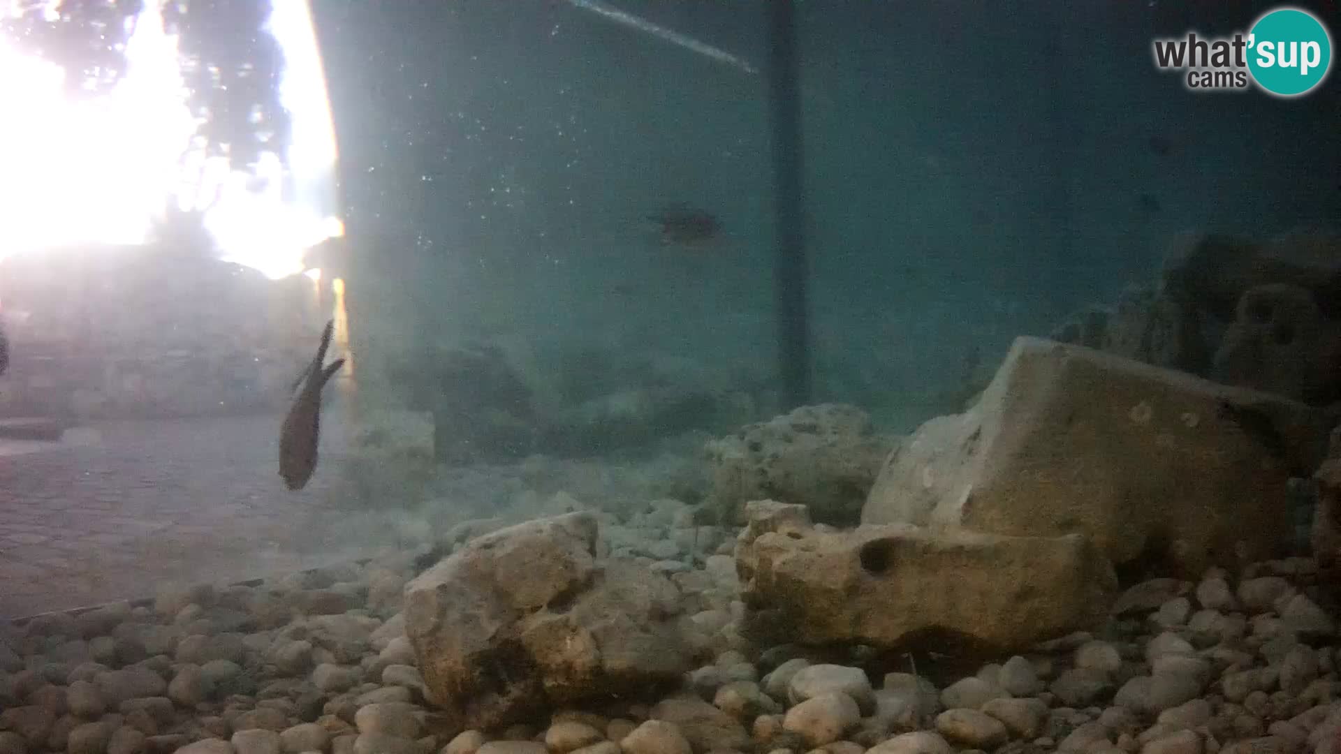 Webcam de l’aquarium marin extérieur de Rogoznica Croatie