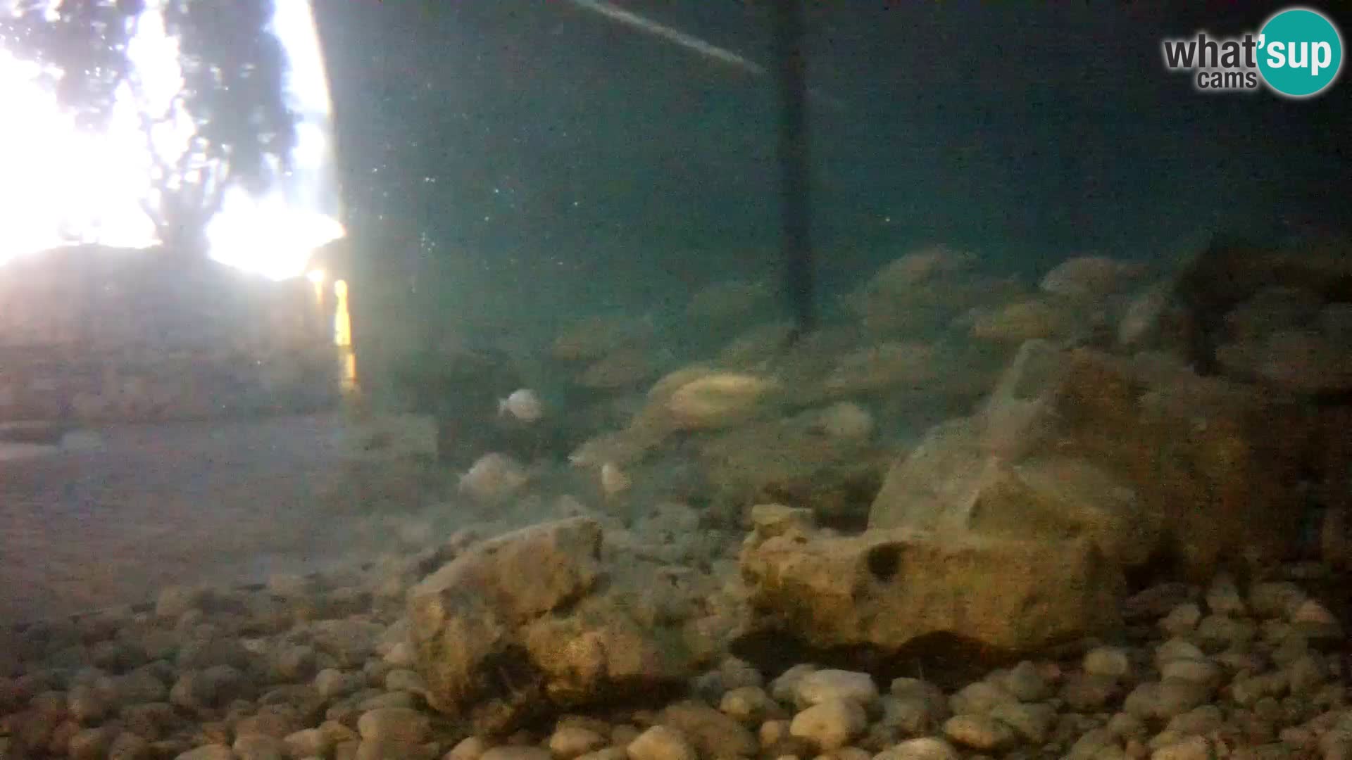 Zunanji morski akvarij Rogoznica spletna kamera Hrvaška