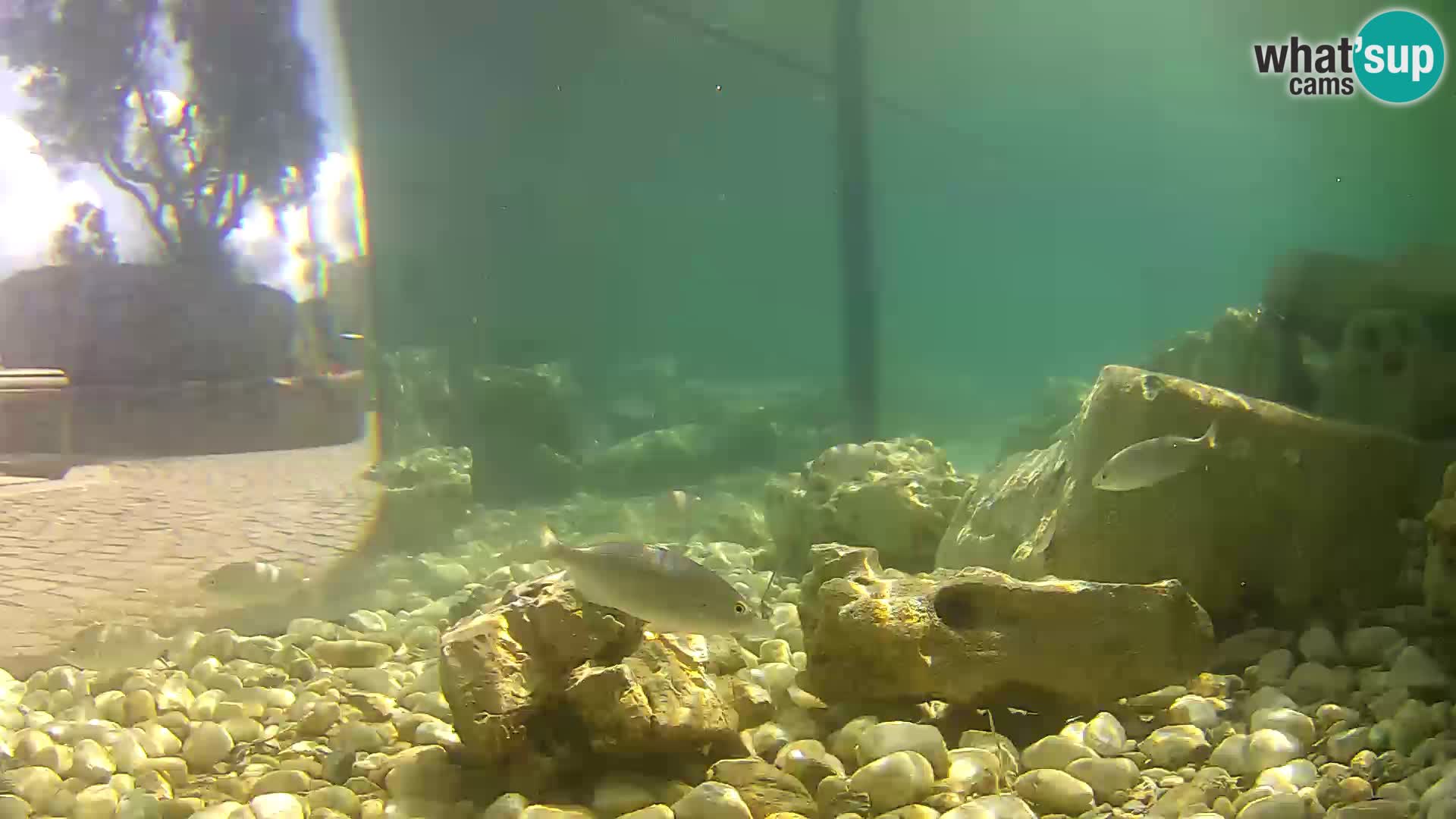 Aquario marino esterno –  Rogoznica livecam Croazia