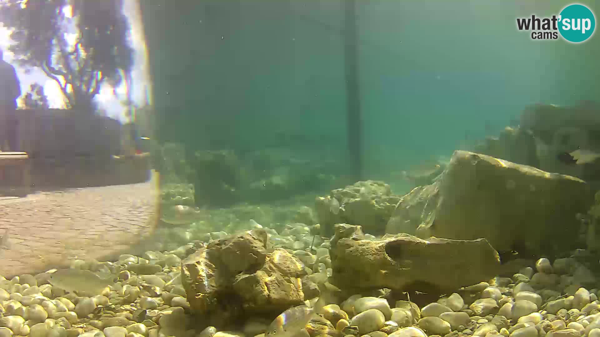Acuario marino al aire libre Rogoznica webcam Croacia