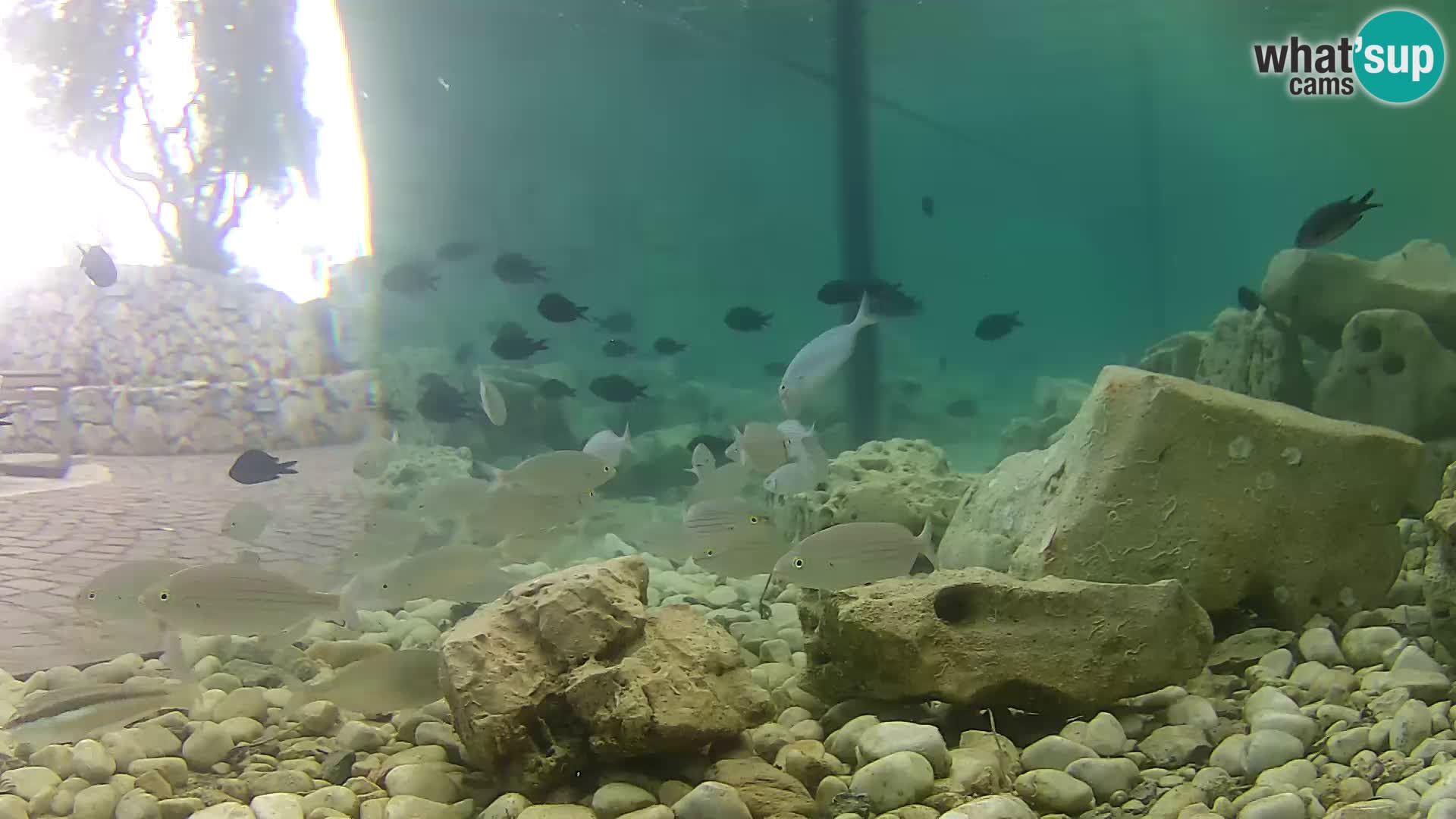 Acuario marino al aire libre Rogoznica webcam Croacia