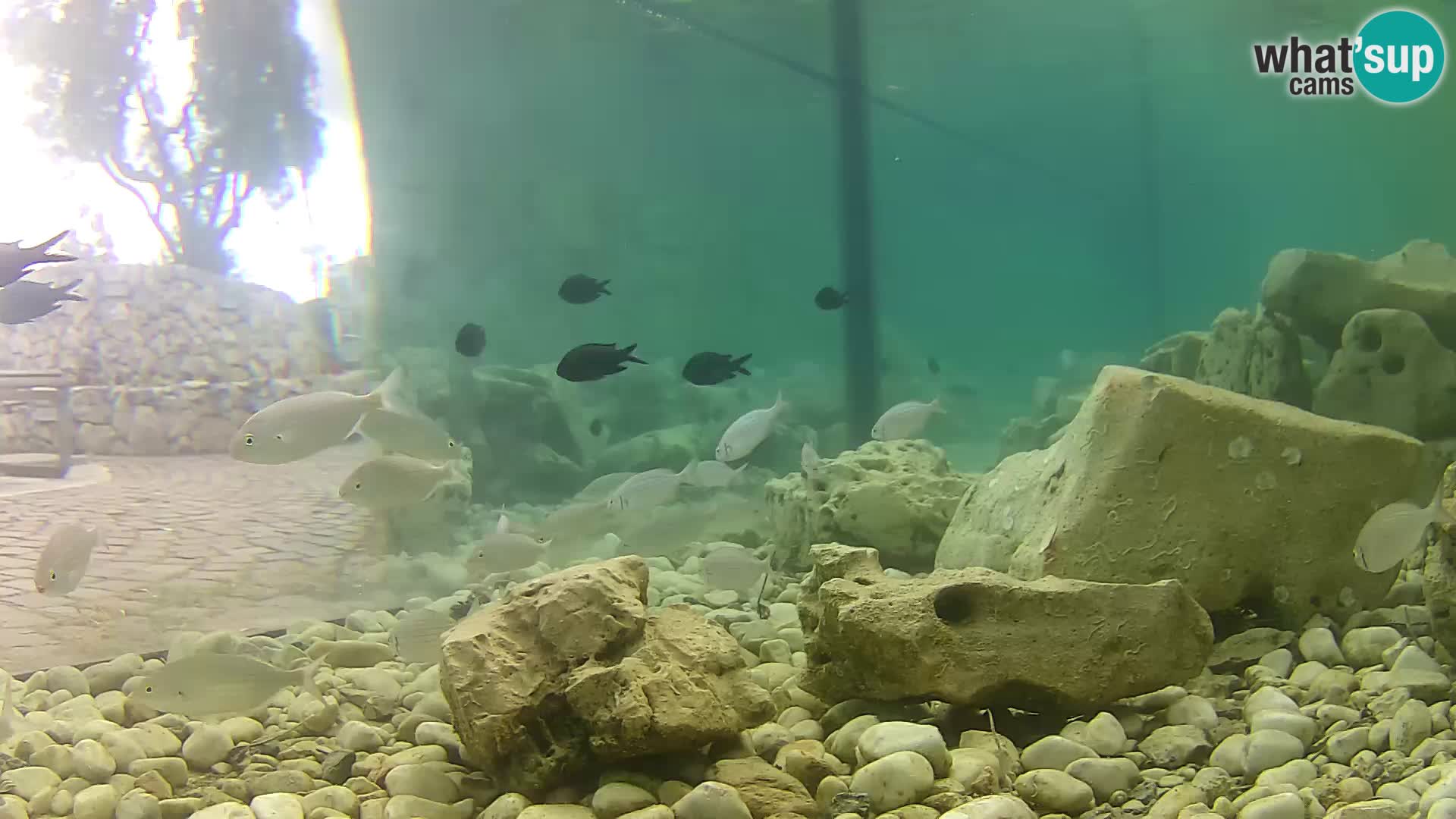 Outdoor Marine Aquarium Rogoznica webcam Croatia