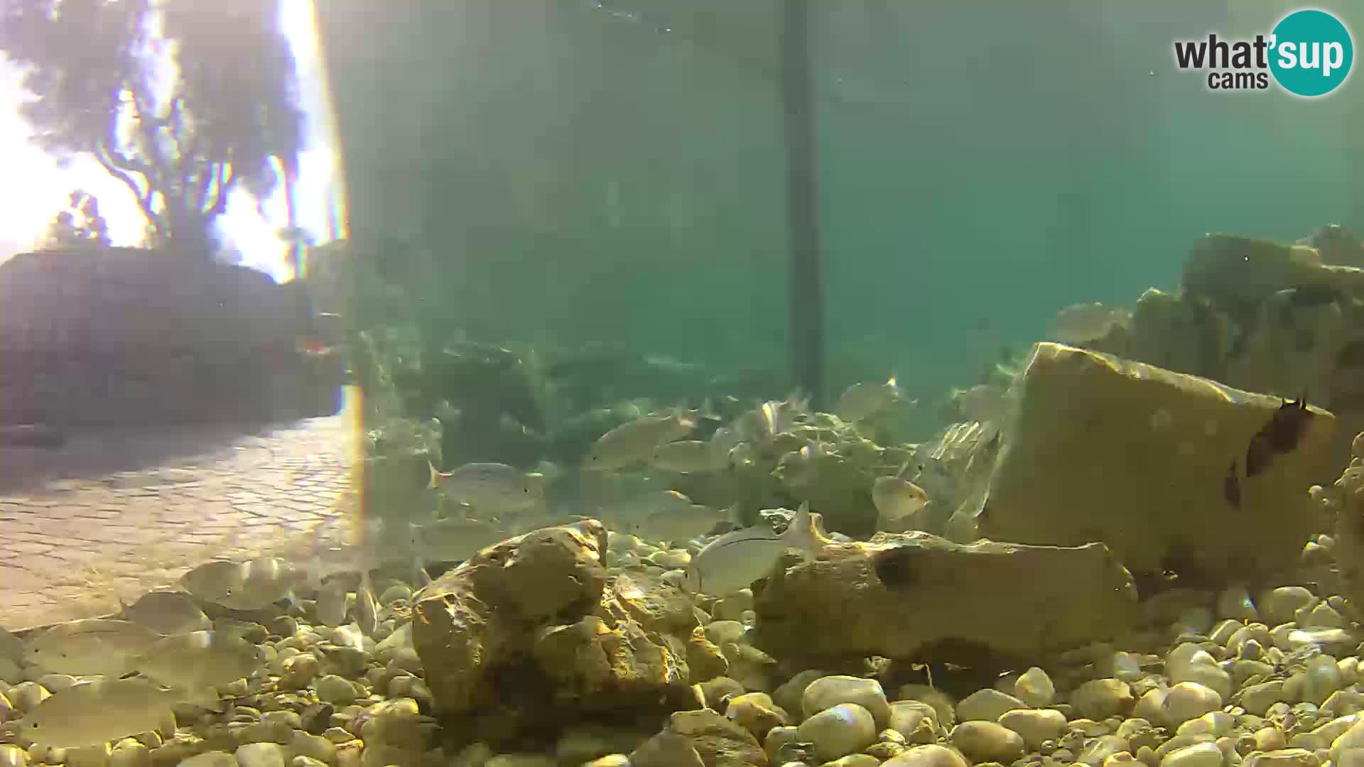 Acuario marino al aire libre Rogoznica webcam Croacia