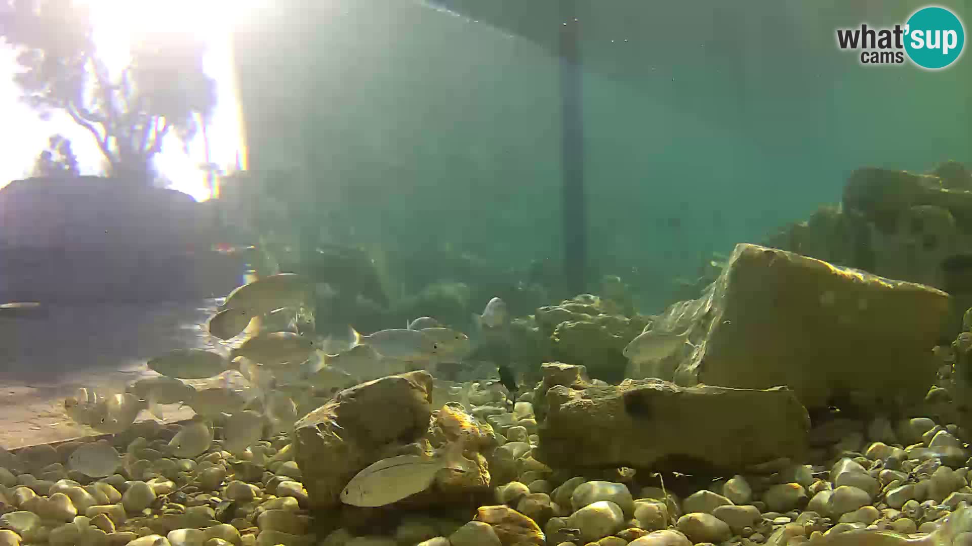 Webcam de l’aquarium marin extérieur de Rogoznica Croatie