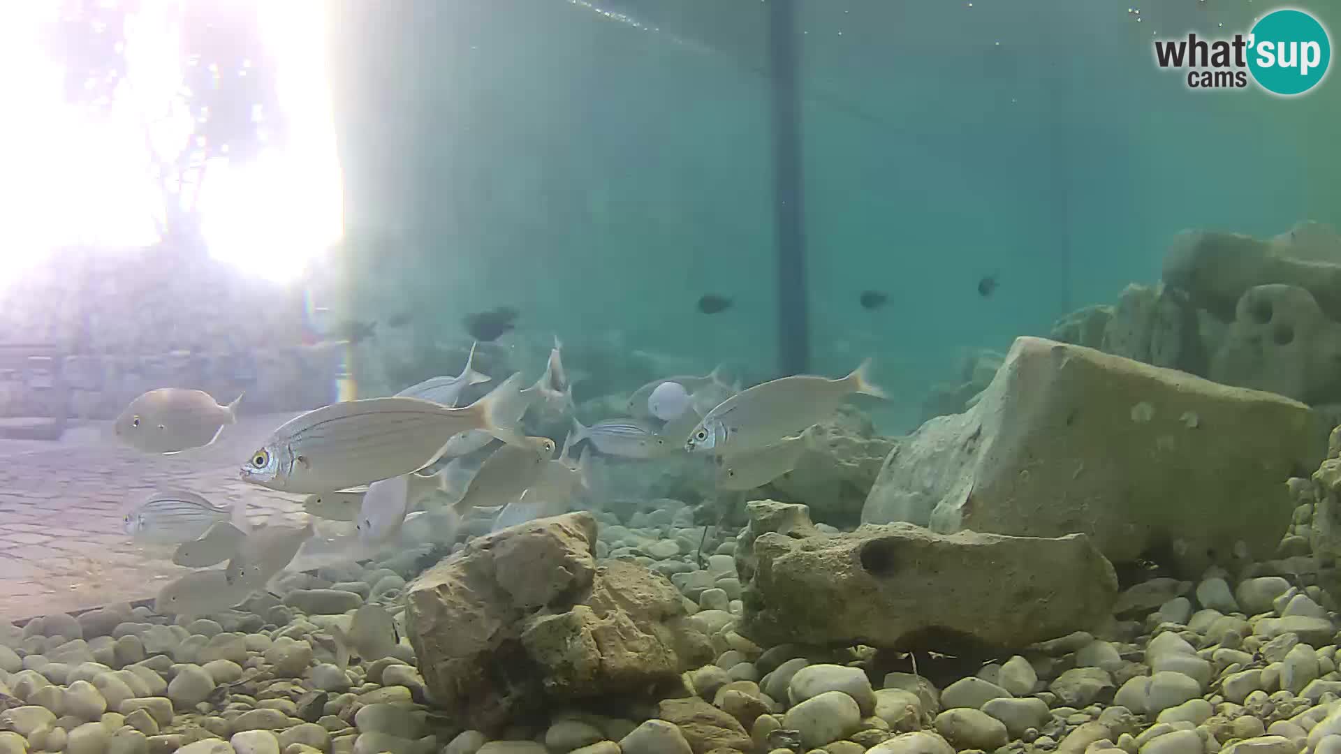 Aquario marino esterno –  Rogoznica livecam Croazia