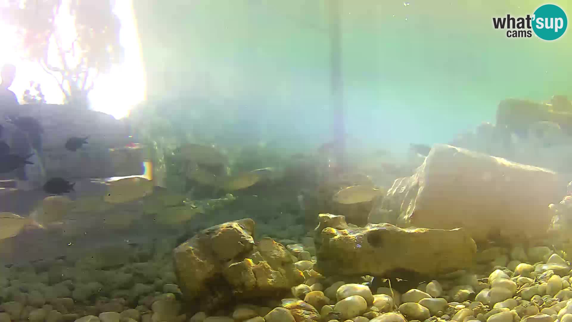 Outdoor Marine Aquarium Rogoznica webcam Croatia