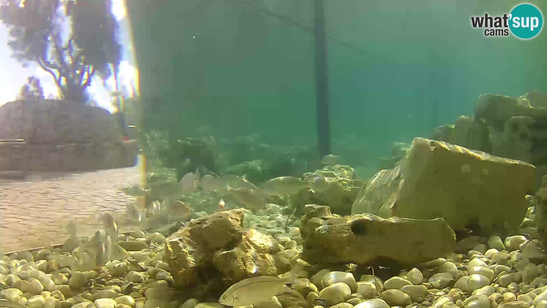 Marine Aquarium im Freien Rogoznica webcam Kroatien