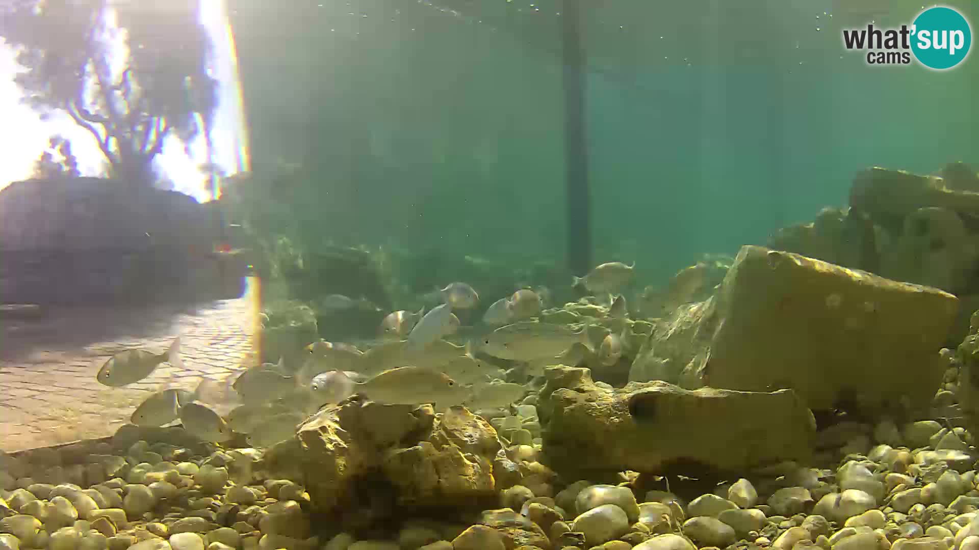 Outdoor Marine Aquarium Rogoznica webcam Croatia