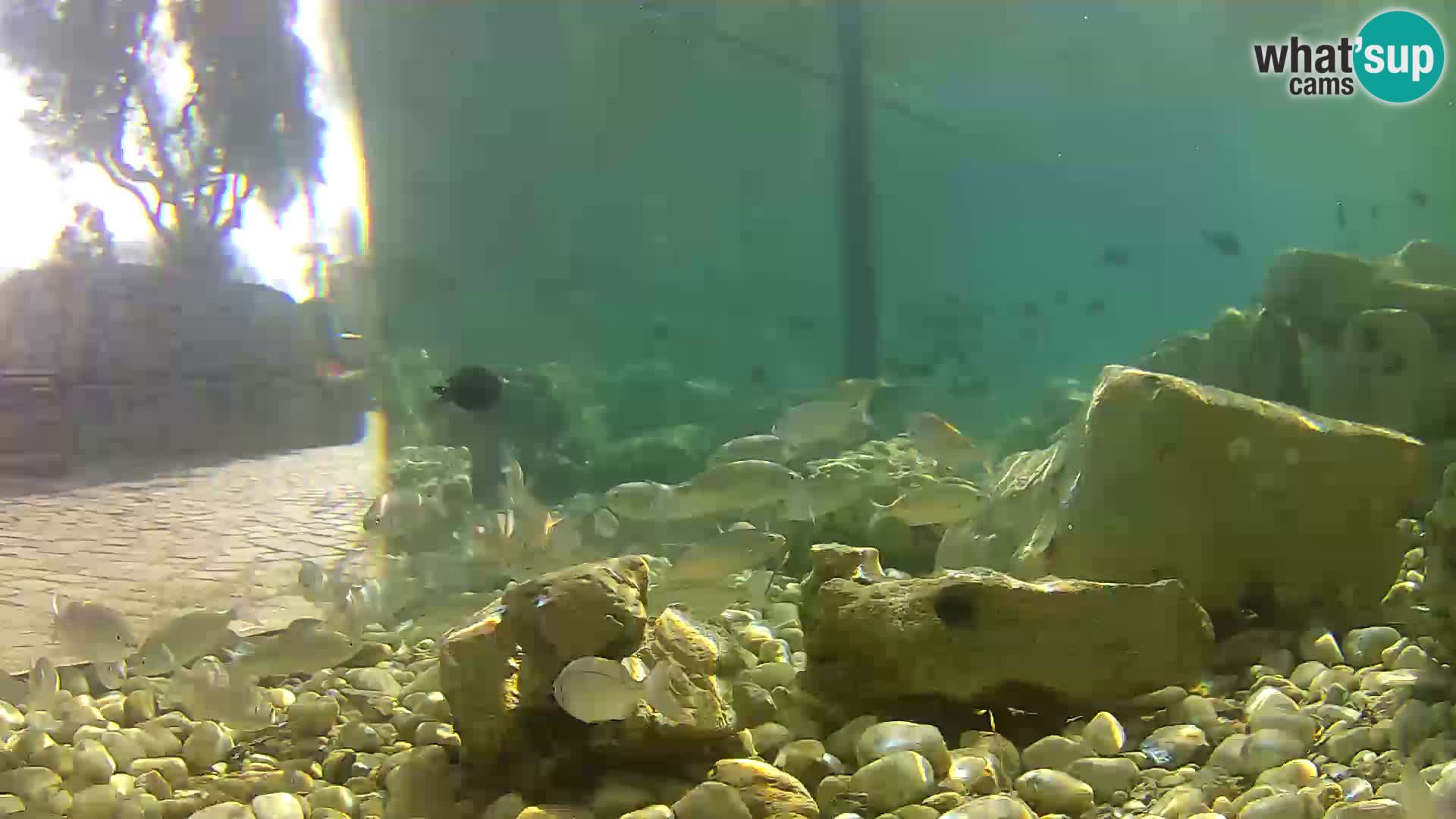 Webcam de l’aquarium marin extérieur de Rogoznica Croatie