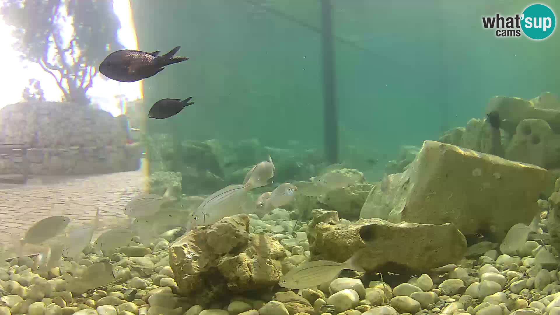 Marine Aquarium im Freien Rogoznica webcam Kroatien