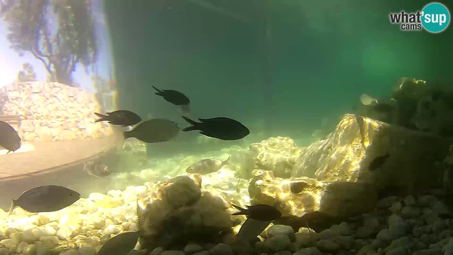 Acuario marino al aire libre Rogoznica webcam Croacia