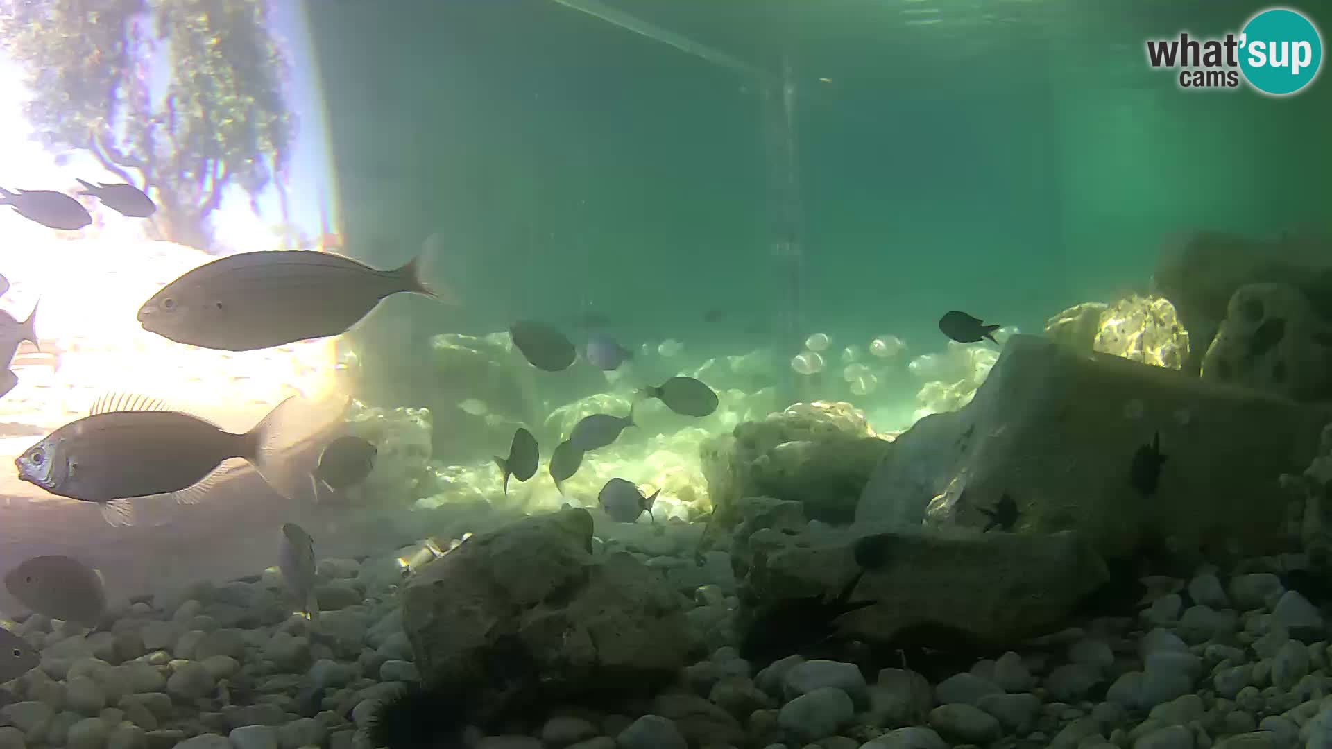 Zunanji morski akvarij Rogoznica spletna kamera Hrvaška