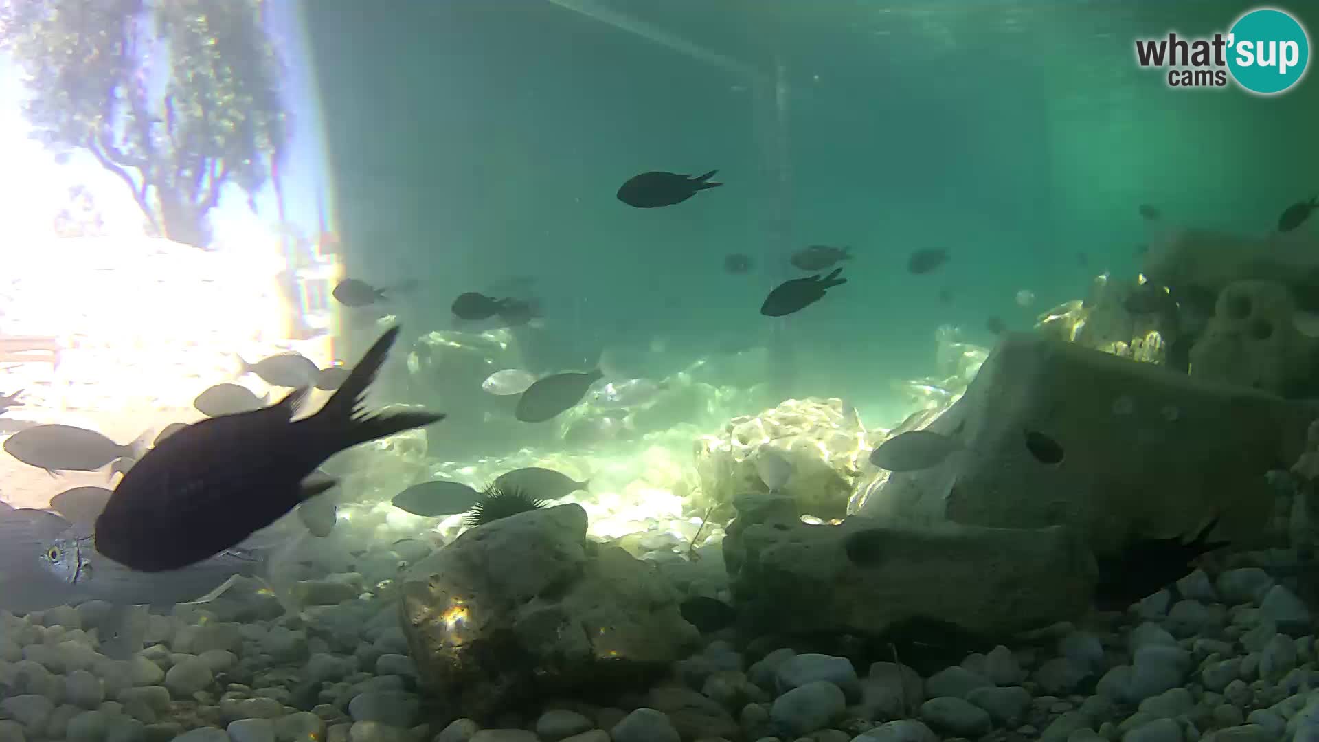 Zunanji morski akvarij Rogoznica spletna kamera Hrvaška