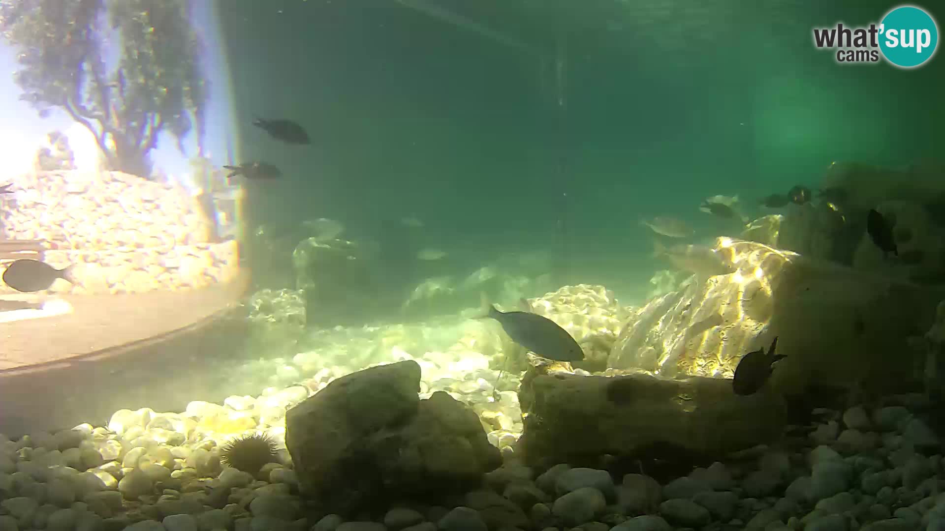 Webcam de l’aquarium marin extérieur de Rogoznica Croatie