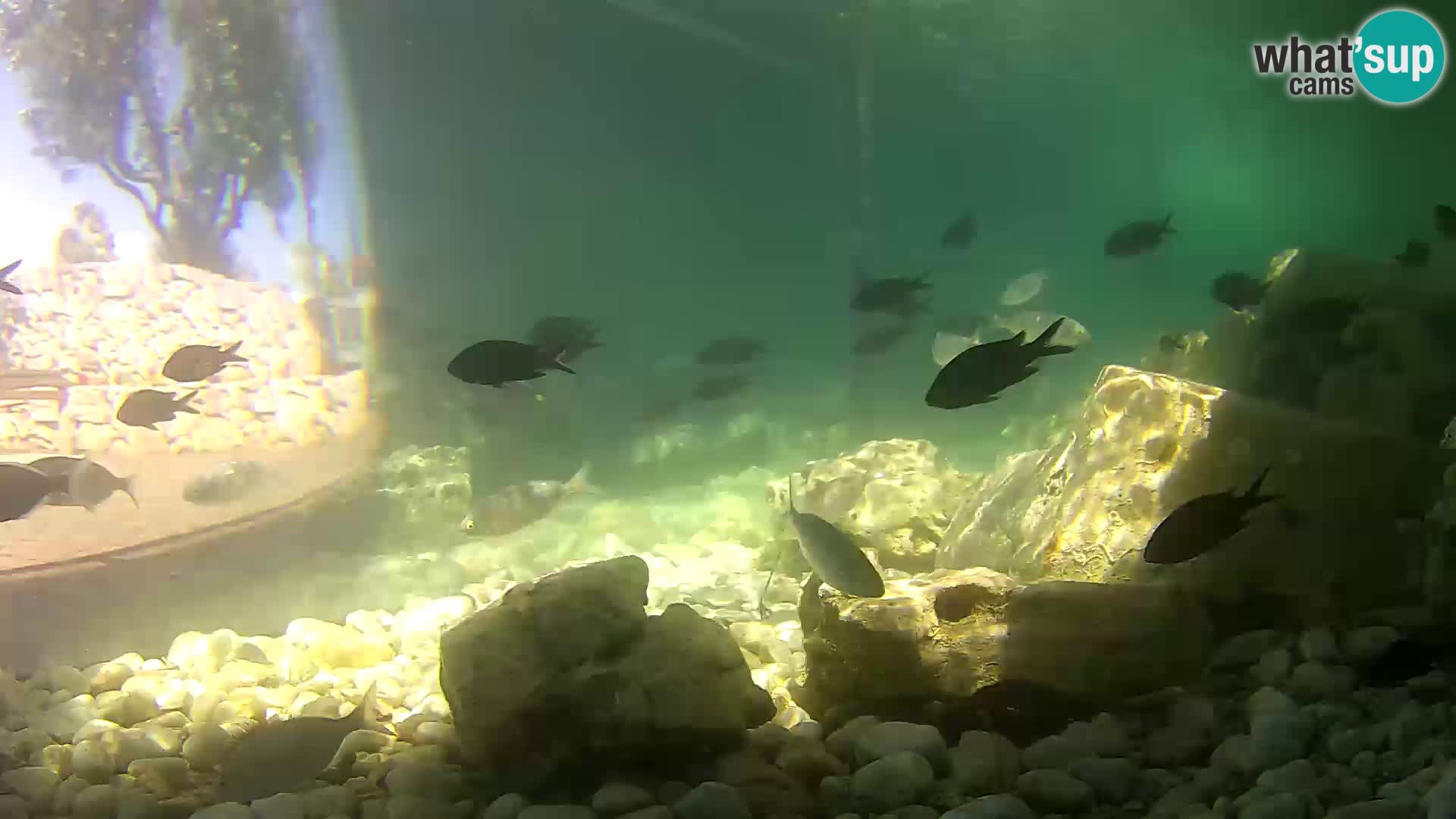 Webcam de l’aquarium marin extérieur de Rogoznica Croatie