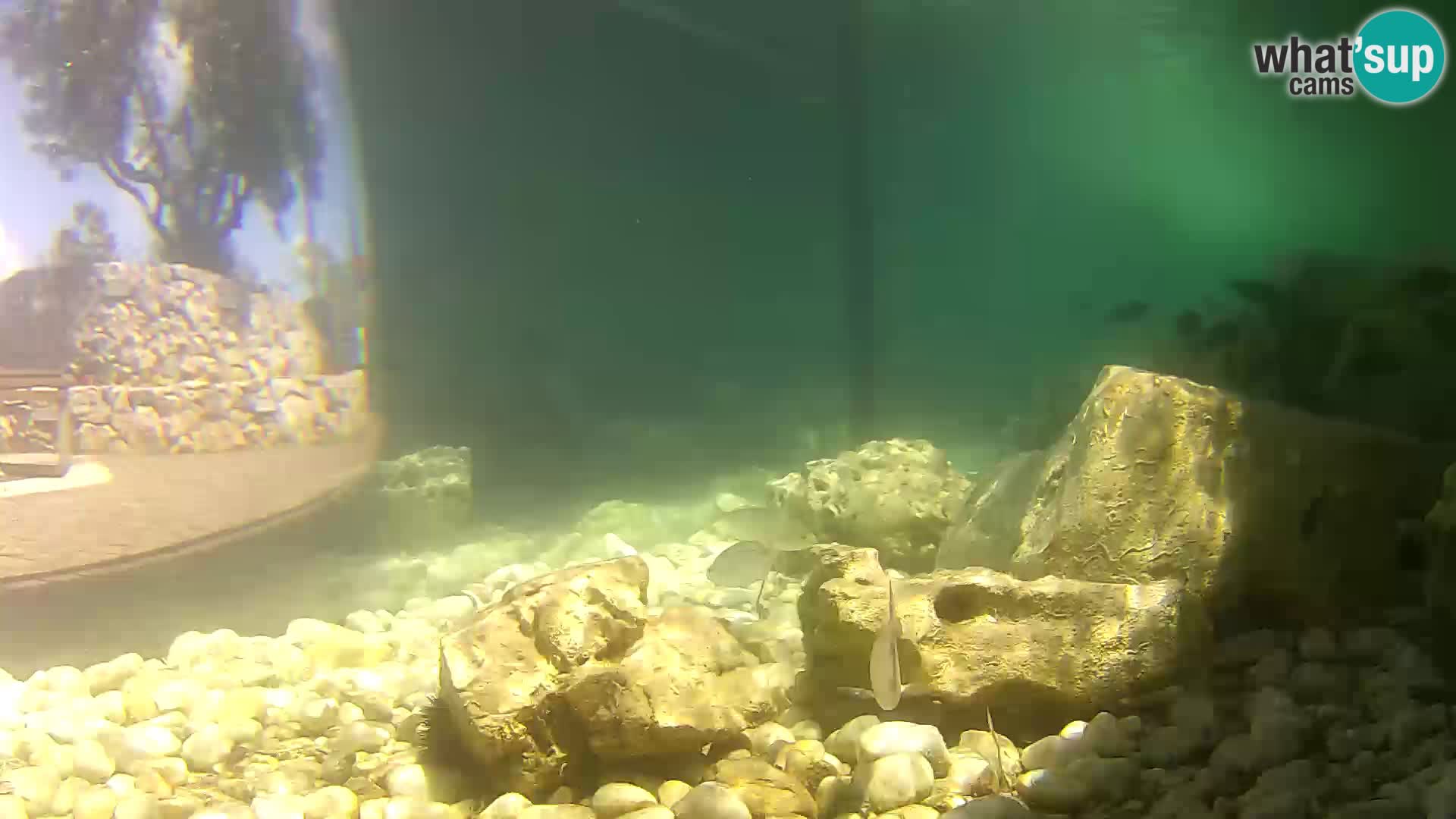 Outdoor Marine Aquarium Rogoznica webcam Croatia