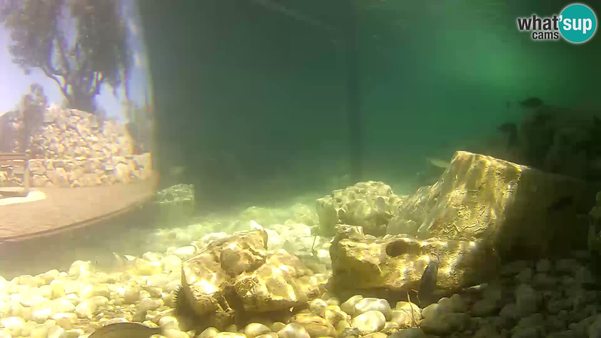 Outdoor Marine Aquarium Rogoznica webcam Croatia