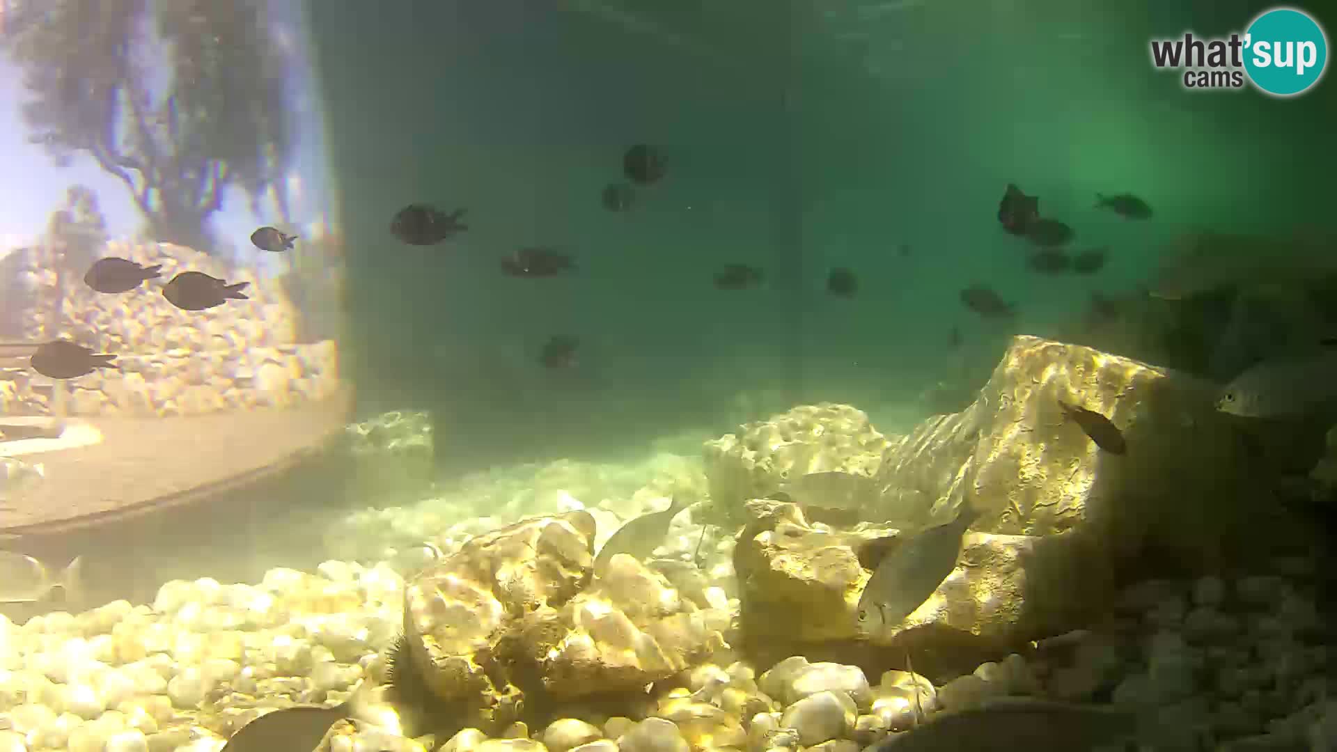 Aquario marino esterno –  Rogoznica livecam Croazia