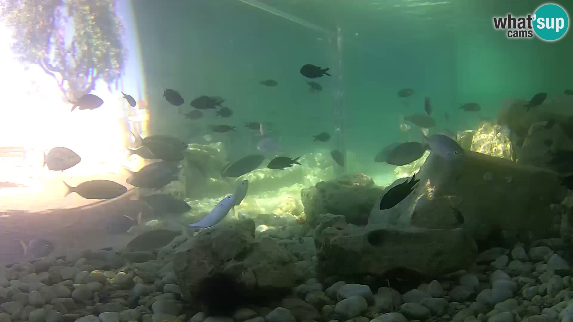 Marine Aquarium im Freien Rogoznica webcam Kroatien