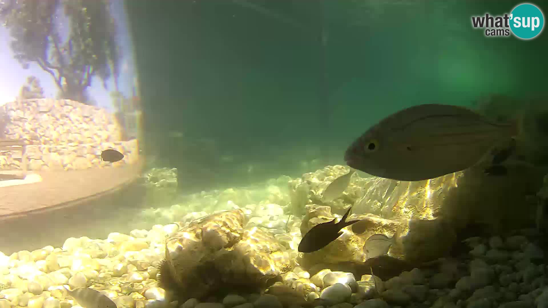 Outdoor Marine Aquarium Rogoznica webcam Croatia