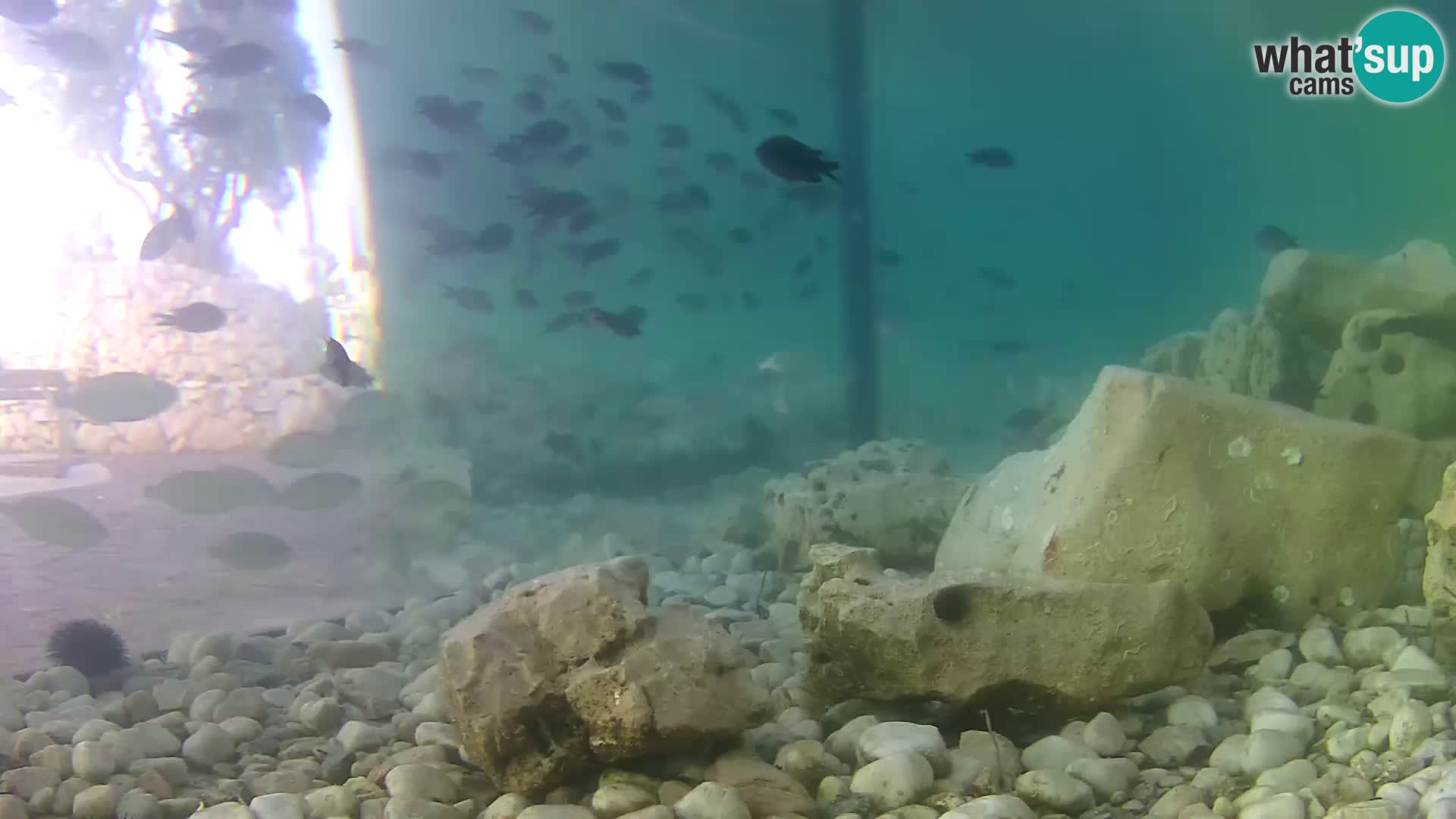 Acuario marino al aire libre Rogoznica webcam Croacia