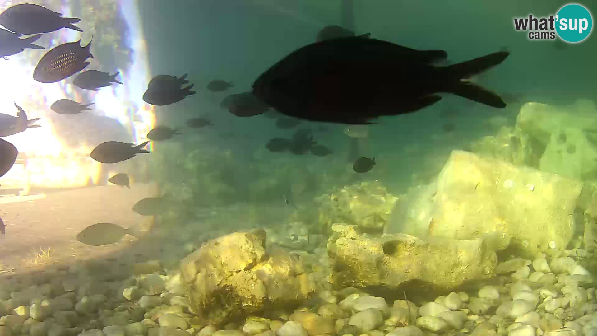 Zunanji morski akvarij Rogoznica spletna kamera Hrvaška