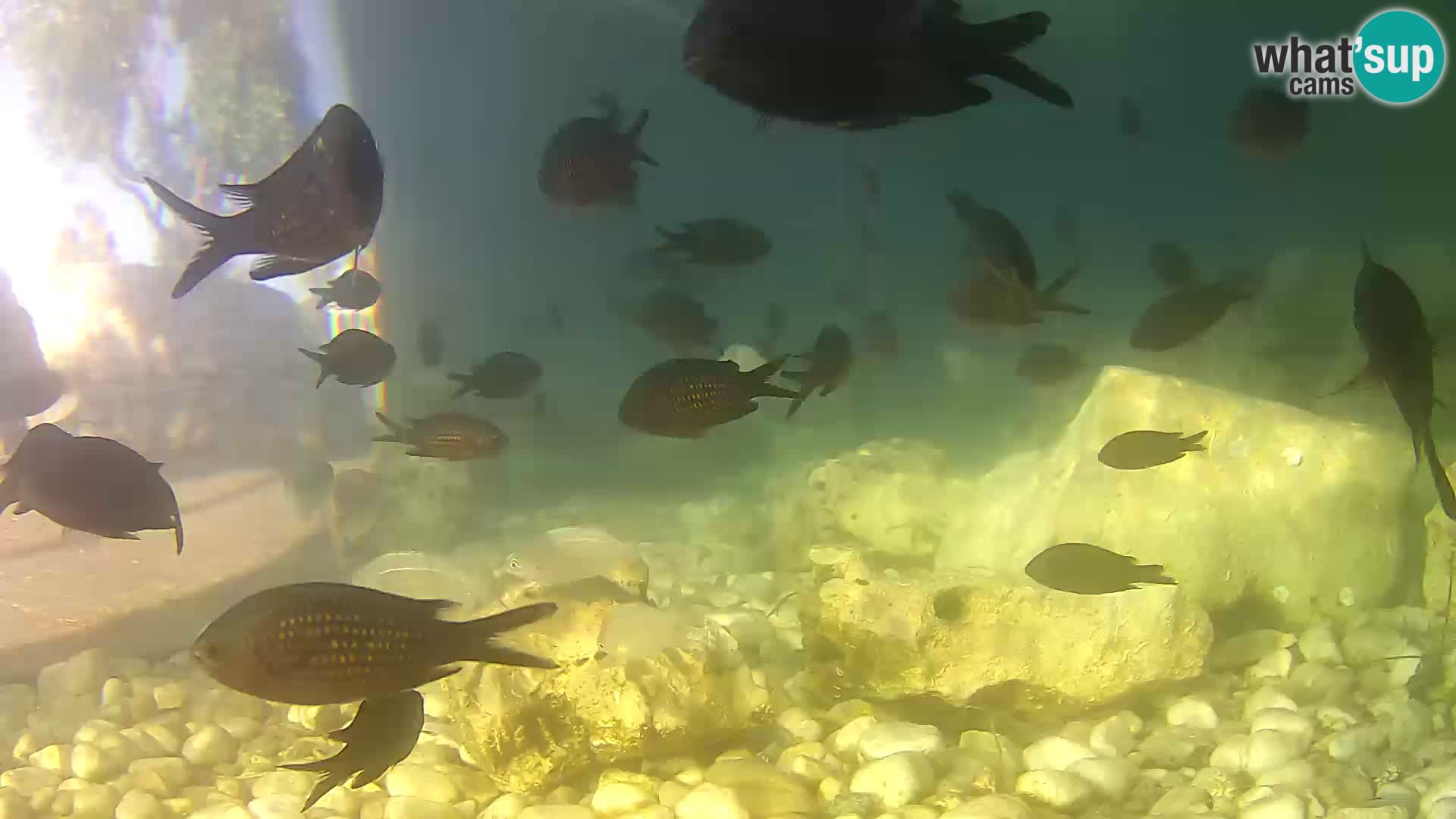 Outdoor Marine Aquarium Rogoznica webcam Croatia