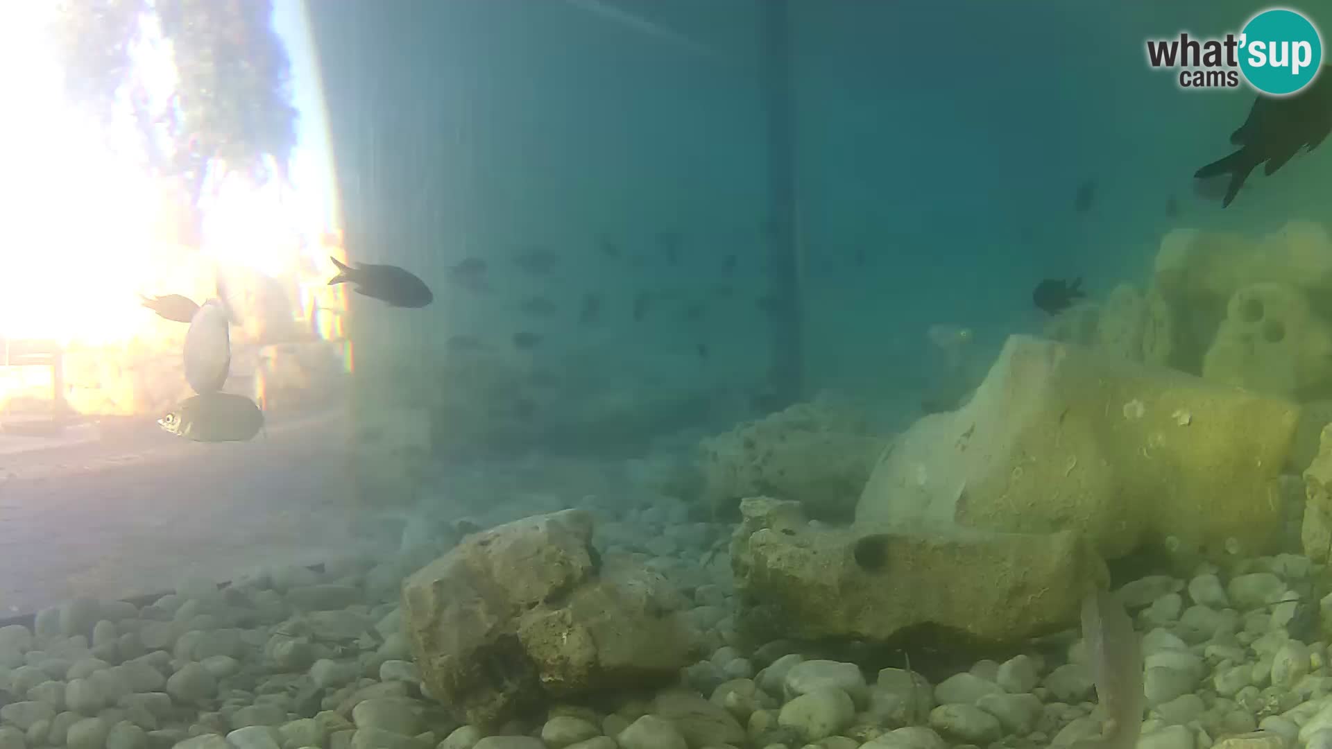 Webcam de l’aquarium marin extérieur de Rogoznica Croatie