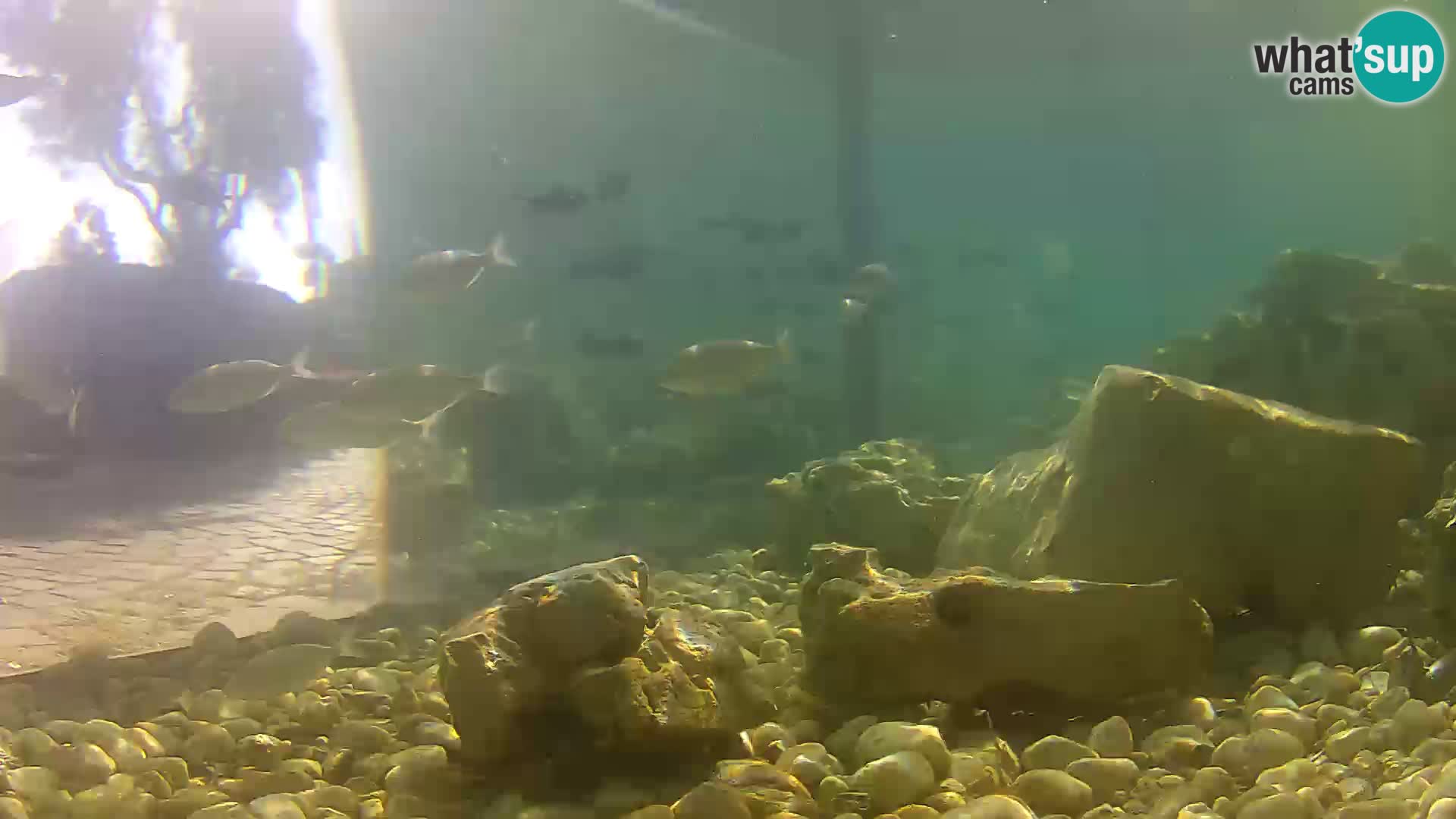 Aquario marino esterno –  Rogoznica livecam Croazia